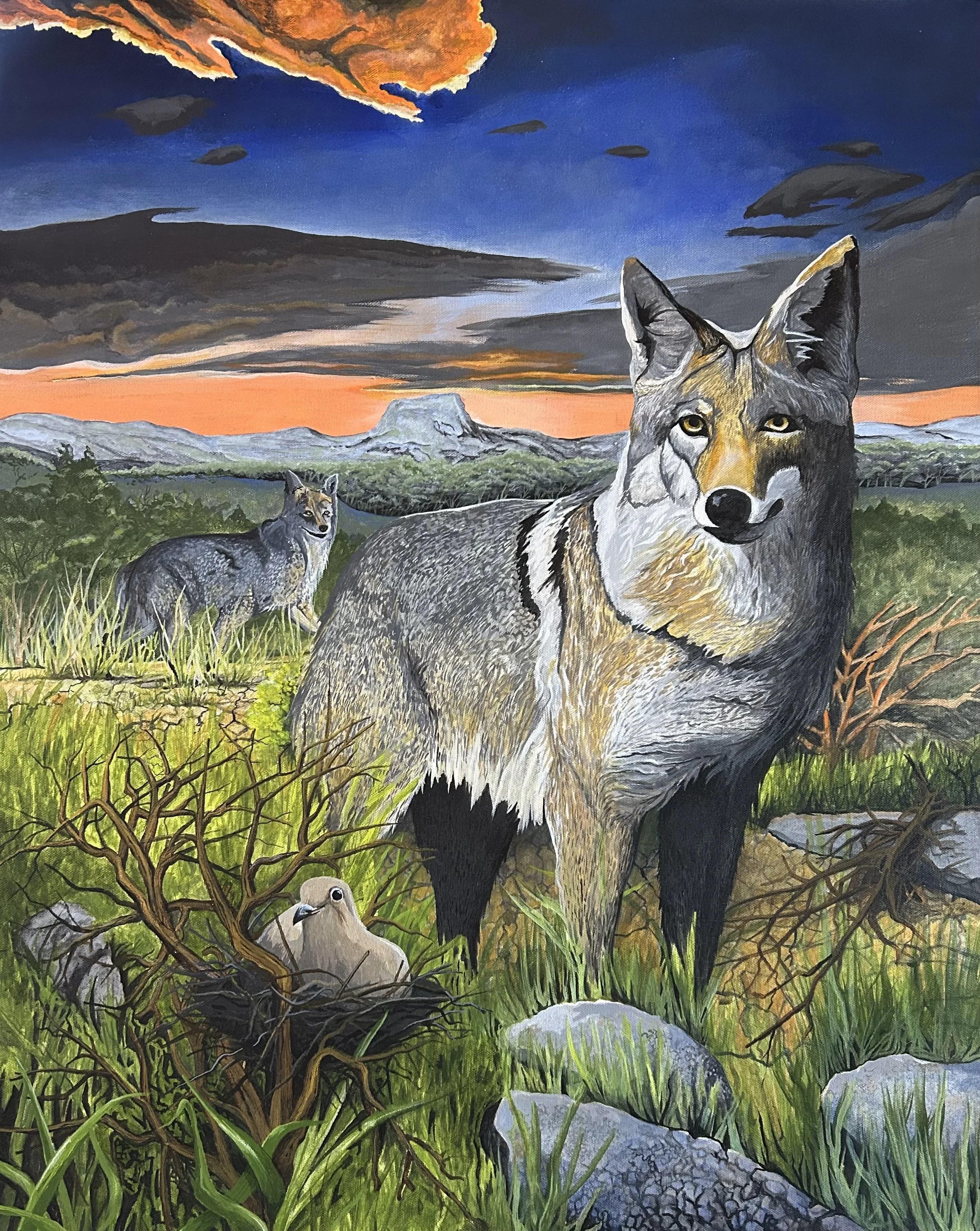 Coyote Pause
