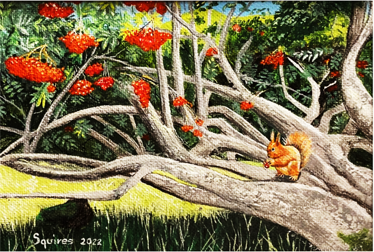 Red Squirrel & Red Berries, Scotland