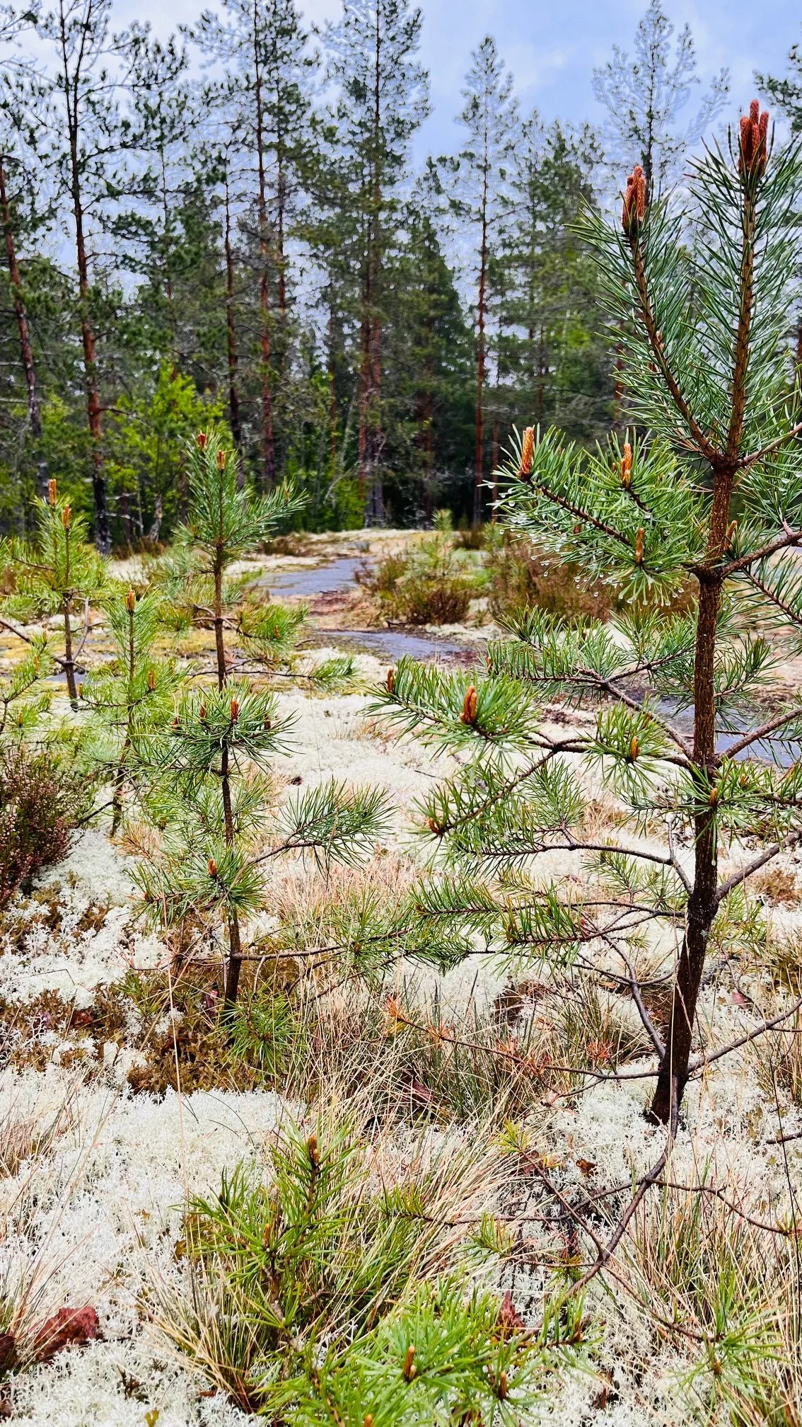 metsäs2.jpeg