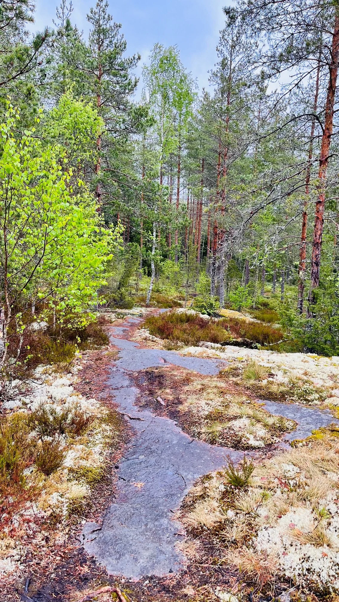 metsäs.jpeg