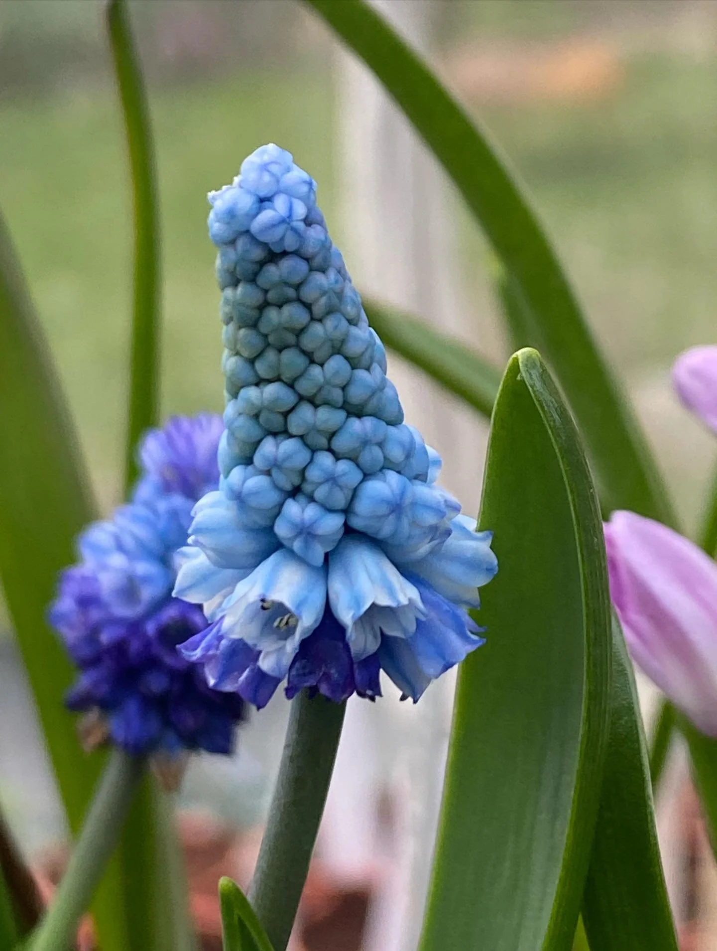 🌿 looking forward to the first plant sale this Sunday. I wasn&rsquo;t planning to do one so early but so many things are in flower already It felt like they needed their moment to strut their stuff in front of other people other than me!!

🌼Sunday 