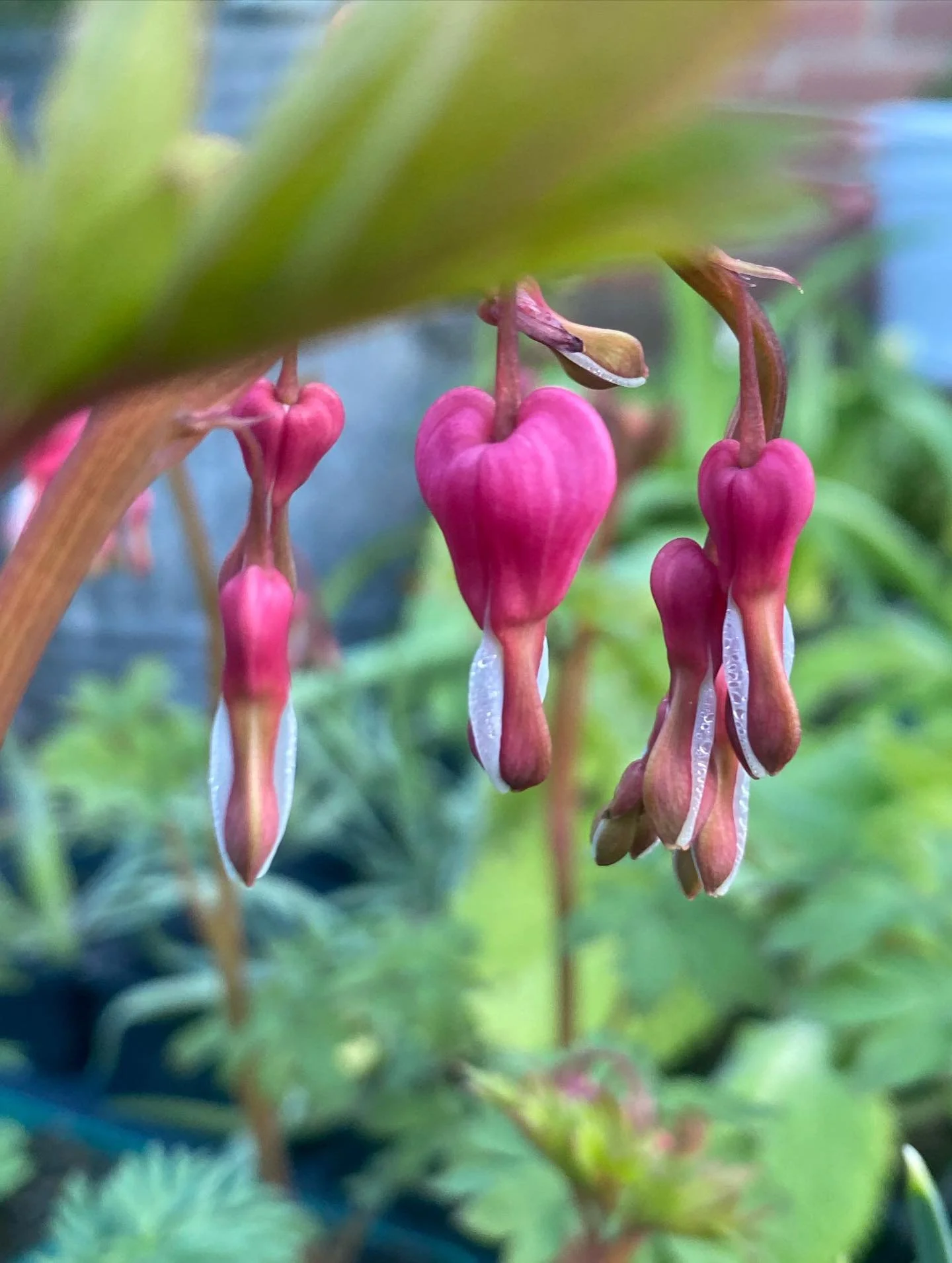 🌿✨Lots for sale tomorrow! 10-12pm. 219a Marlborough Road, Swindon, SN3 1NN. Hope to see you there. 💚