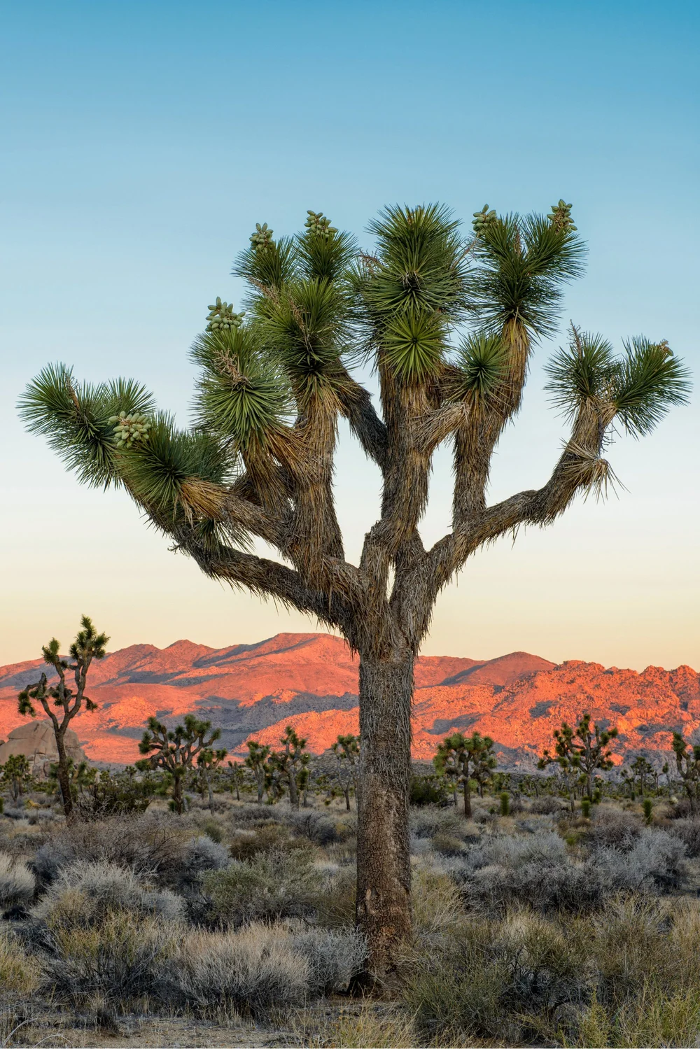 About | Empower Your Future Today — Joshua Tree Service Group