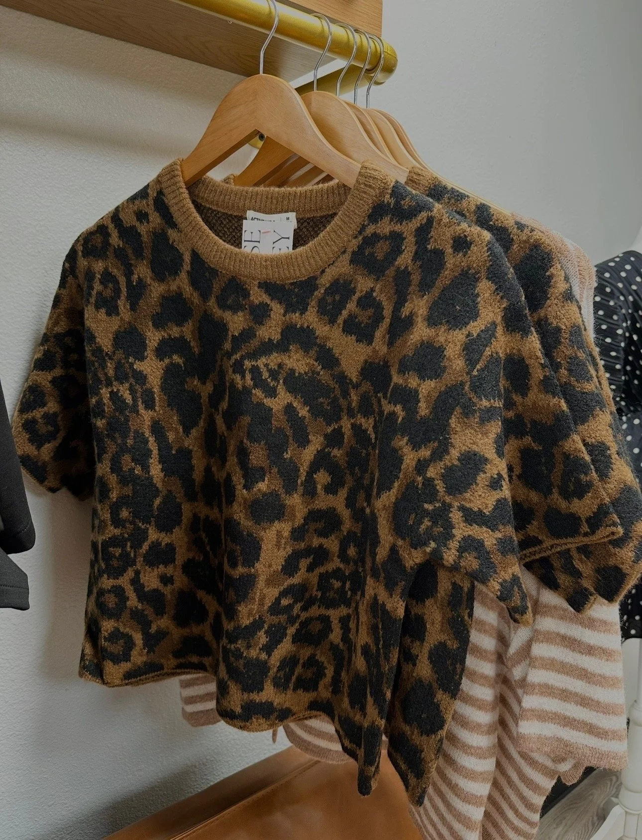 CHeetah.jpeg