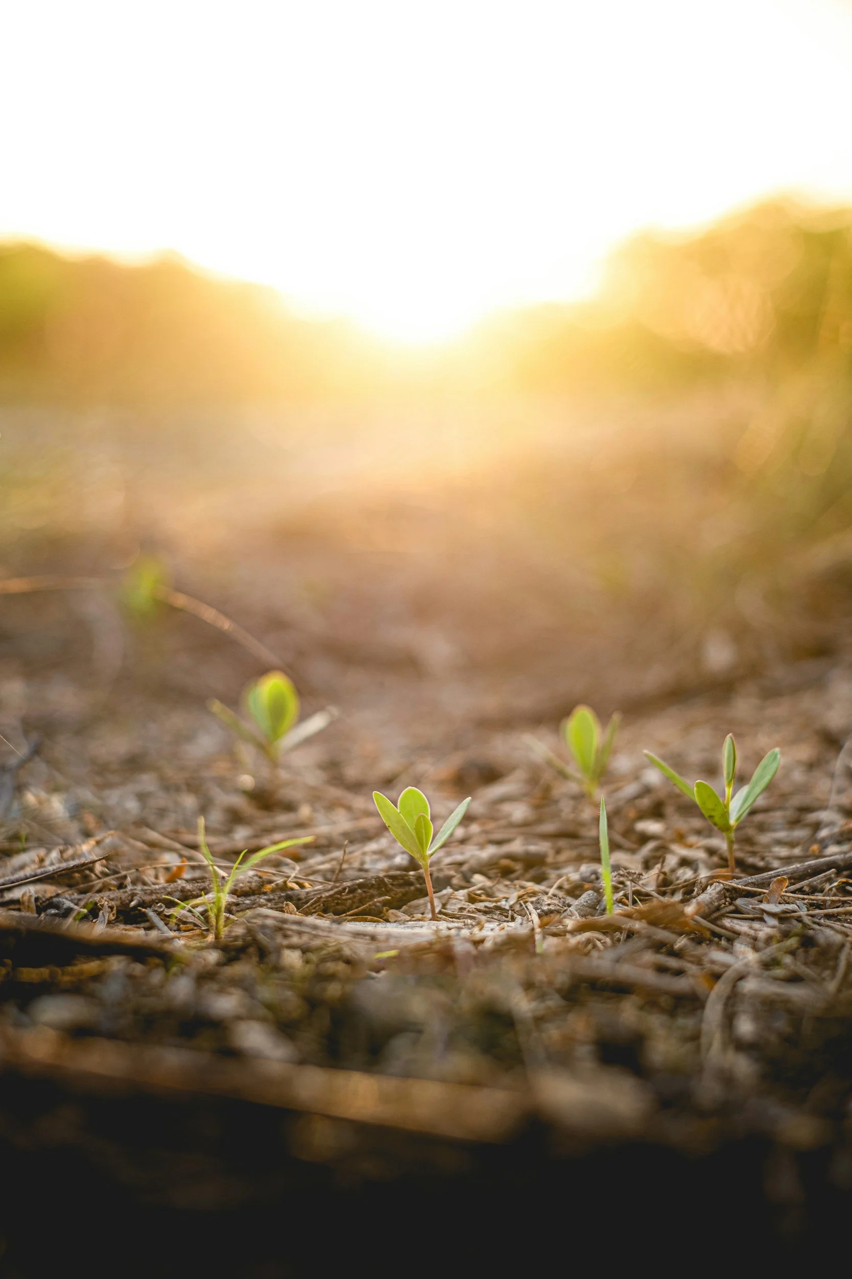 Young green seedlings sprouting from soil with sunlight in the background.