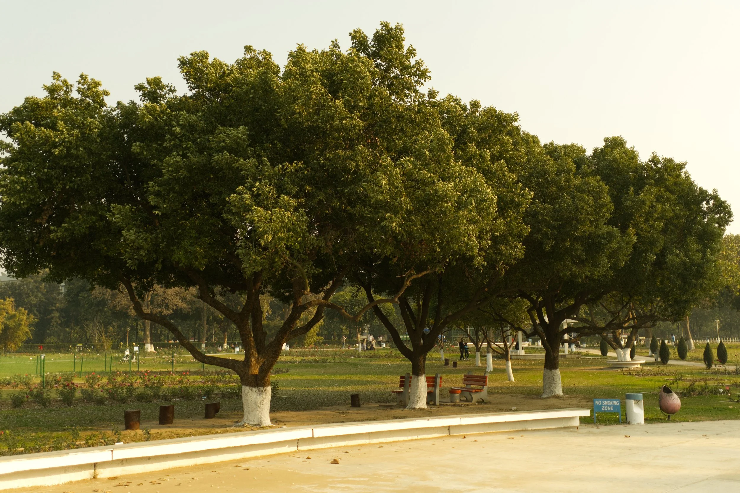 Trees in the Park.jpg