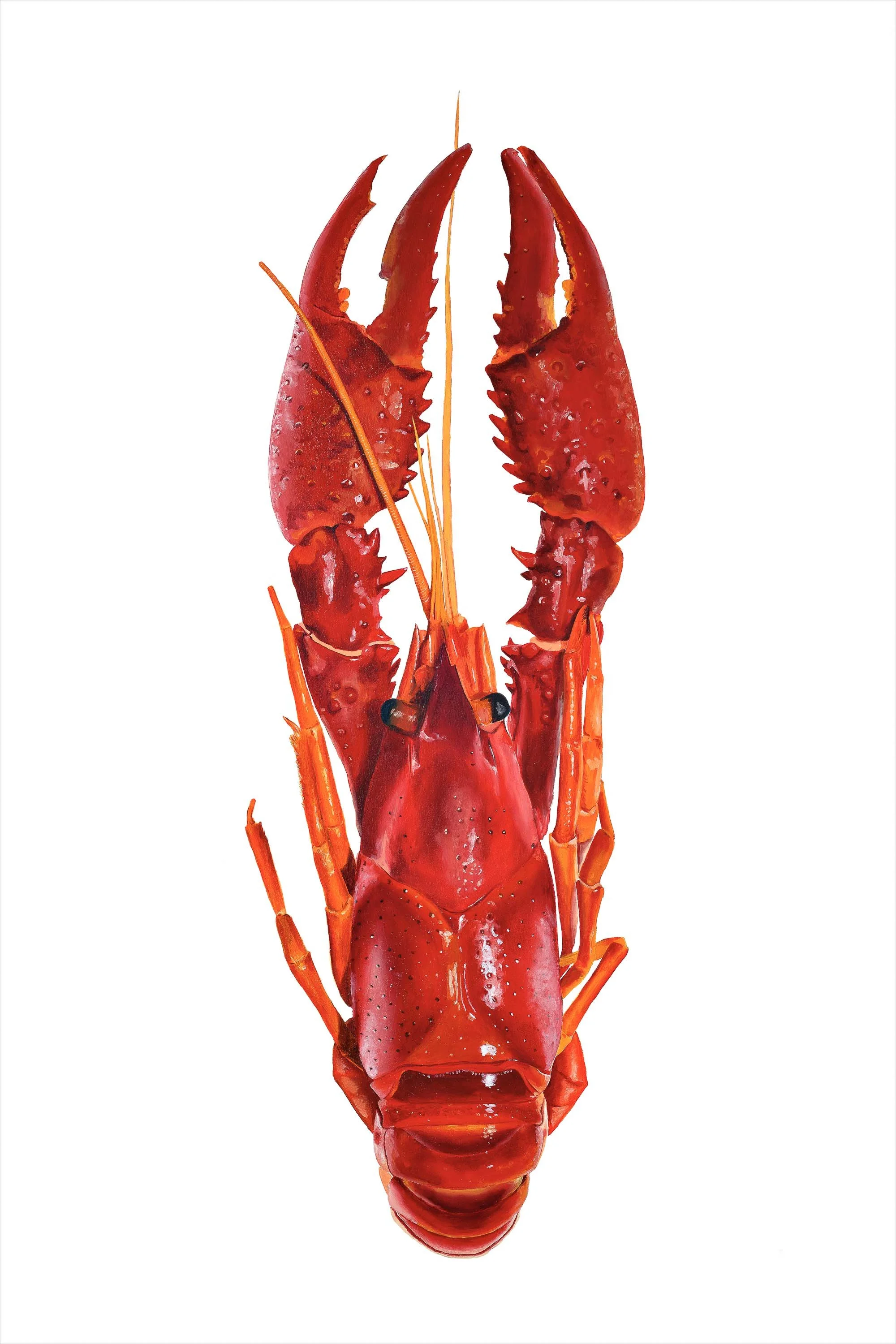 Sanchez Crawdad 16x24C.jpg