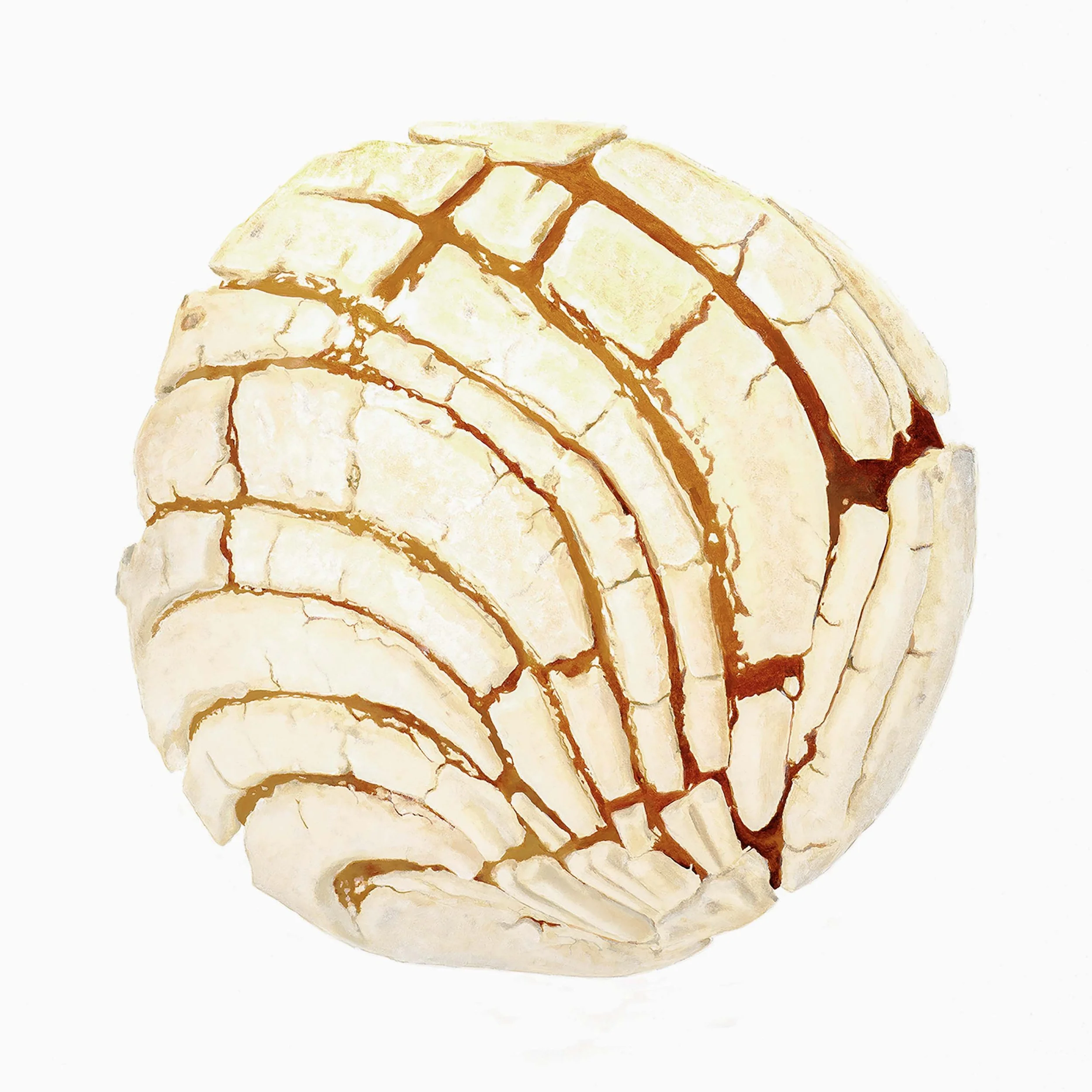 White Concha #1 8x8.jpg