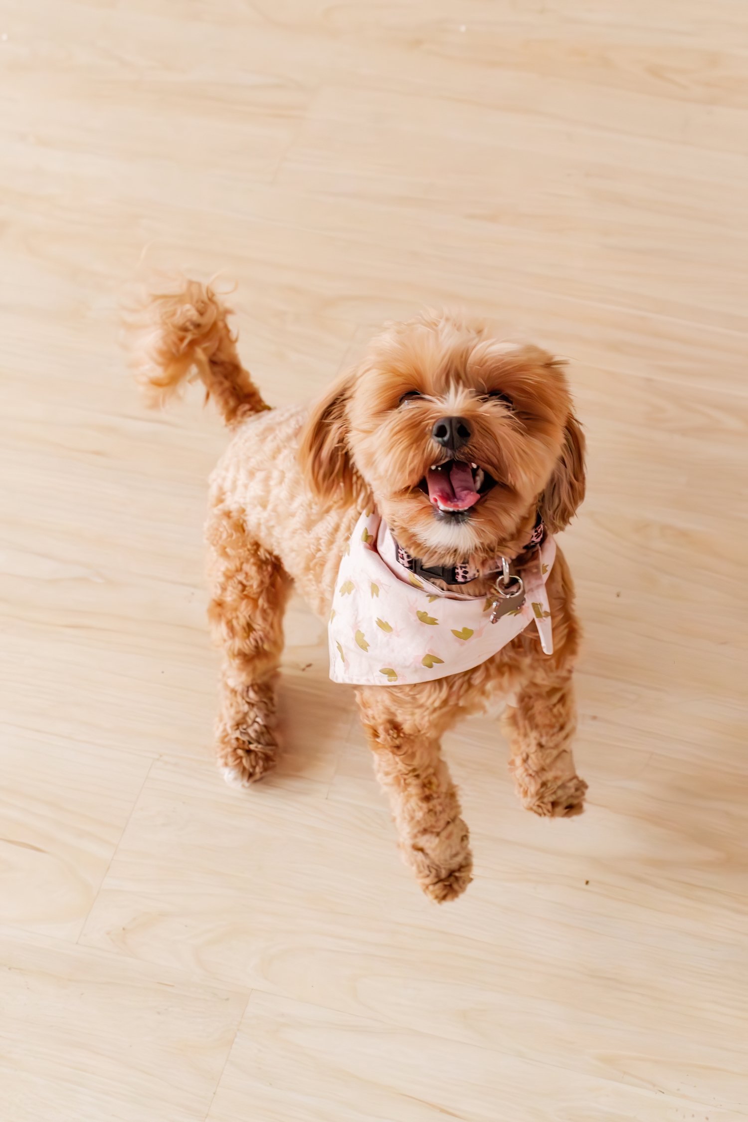 417 portrait and pet photographer jordan brittley studio -3.jpg