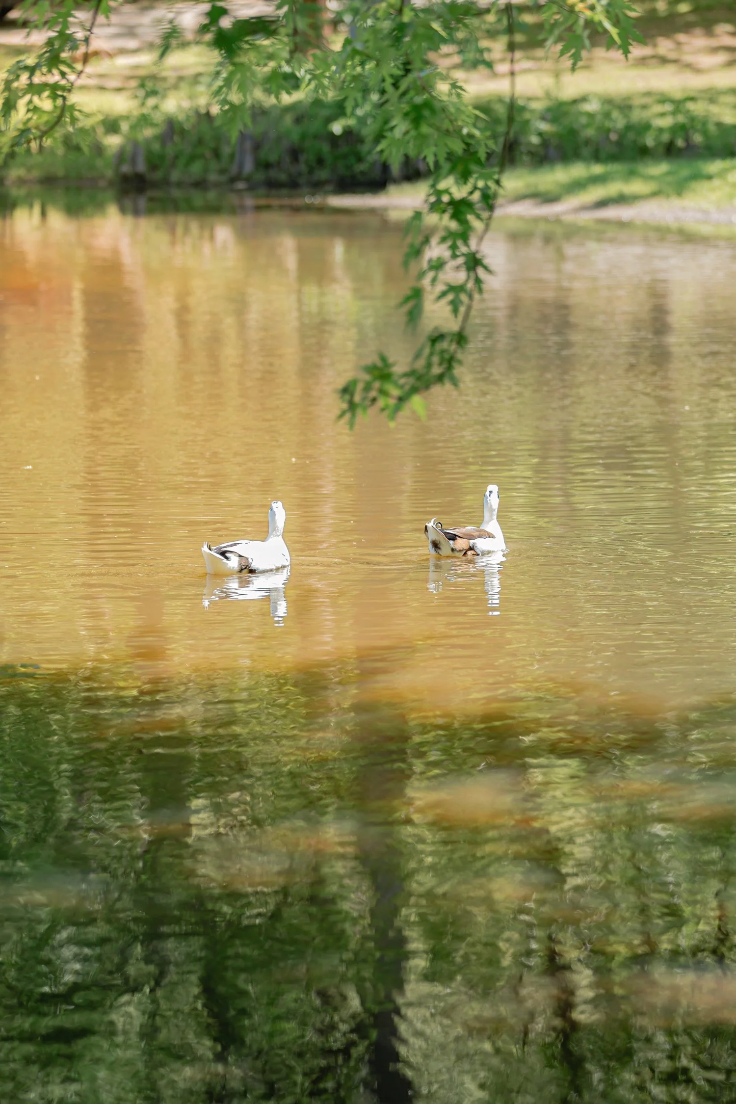 Dunnegan-Park-Bolivar-MO-13.jpg