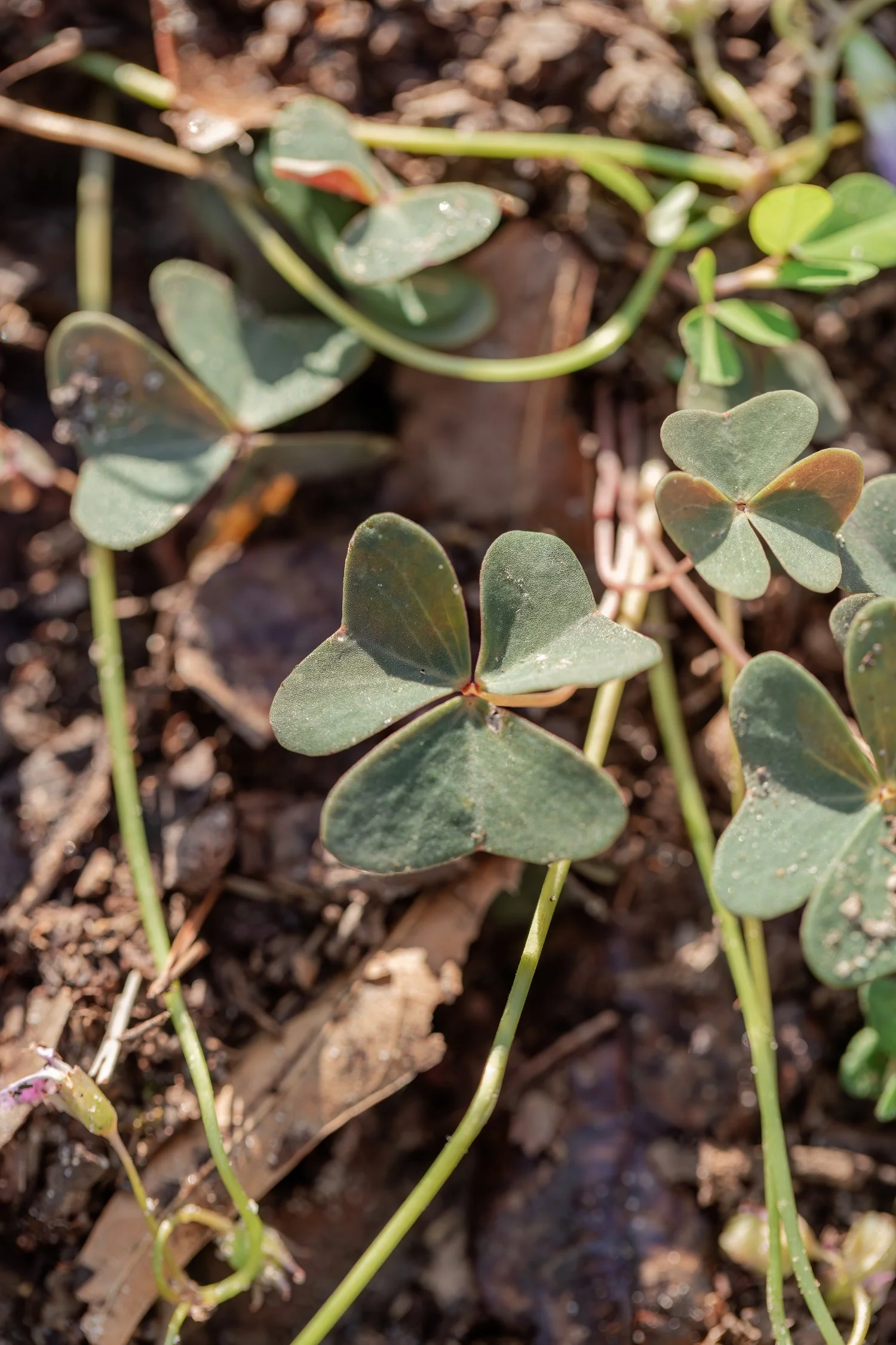 dunnegan-park-macros-bolivar-mo-10.jpg
