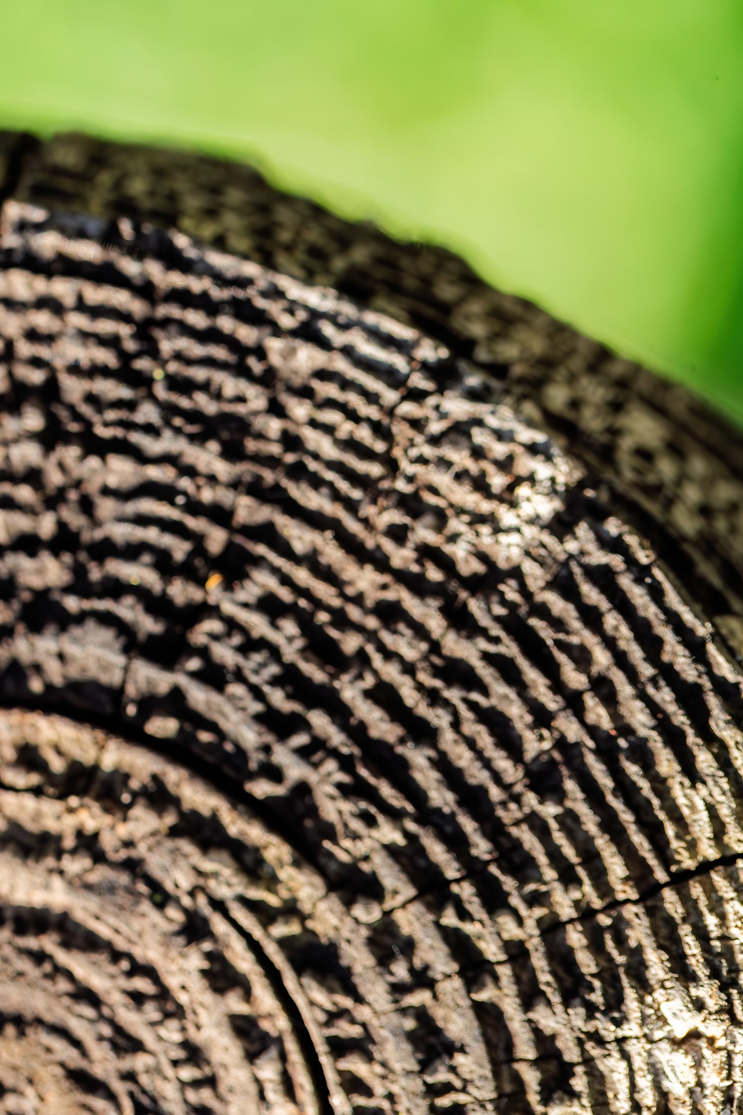 dunnegan-park-macros-bolivar-mo-26.jpg