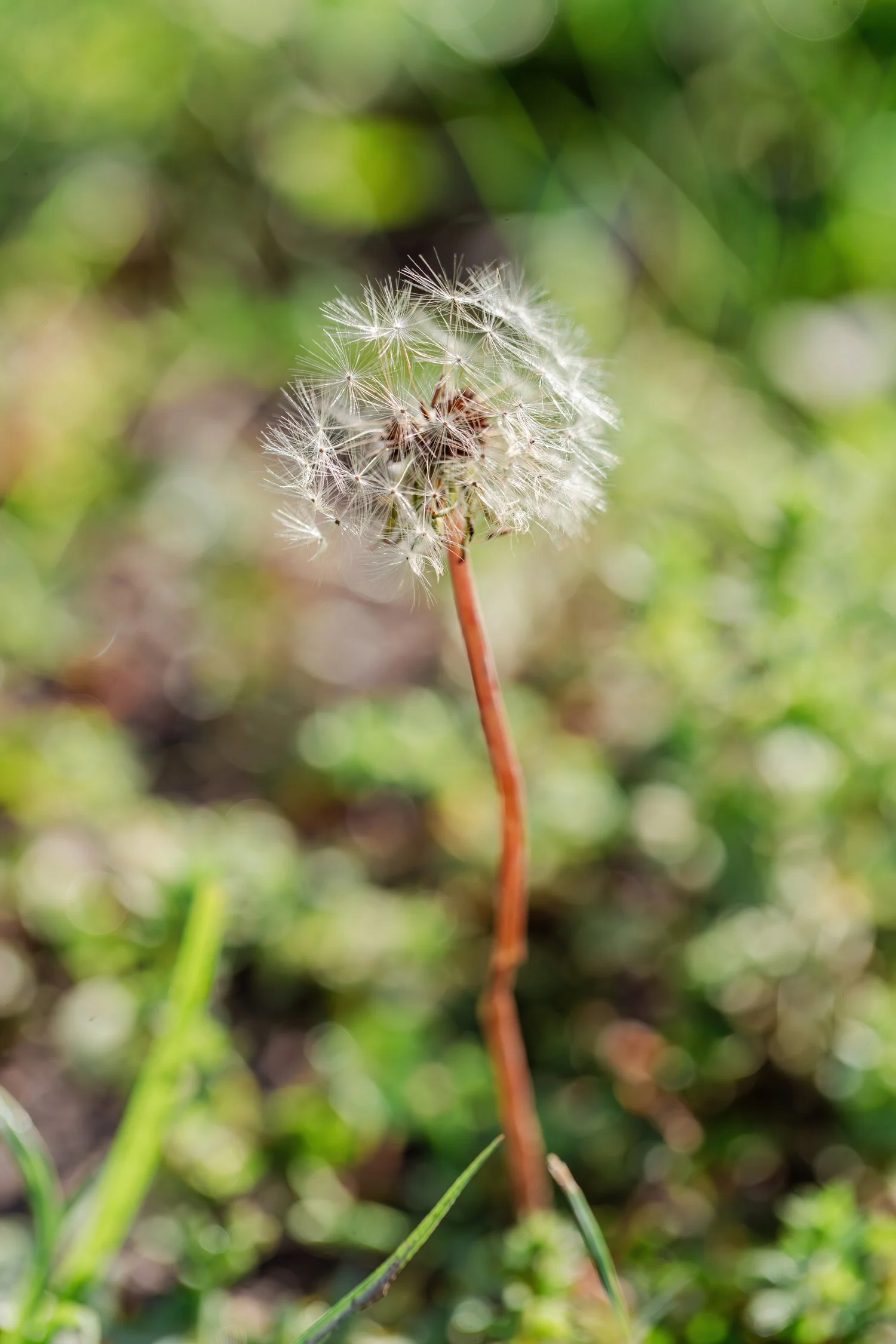 dunnegan-park-macros-bolivar-mo-28.jpg