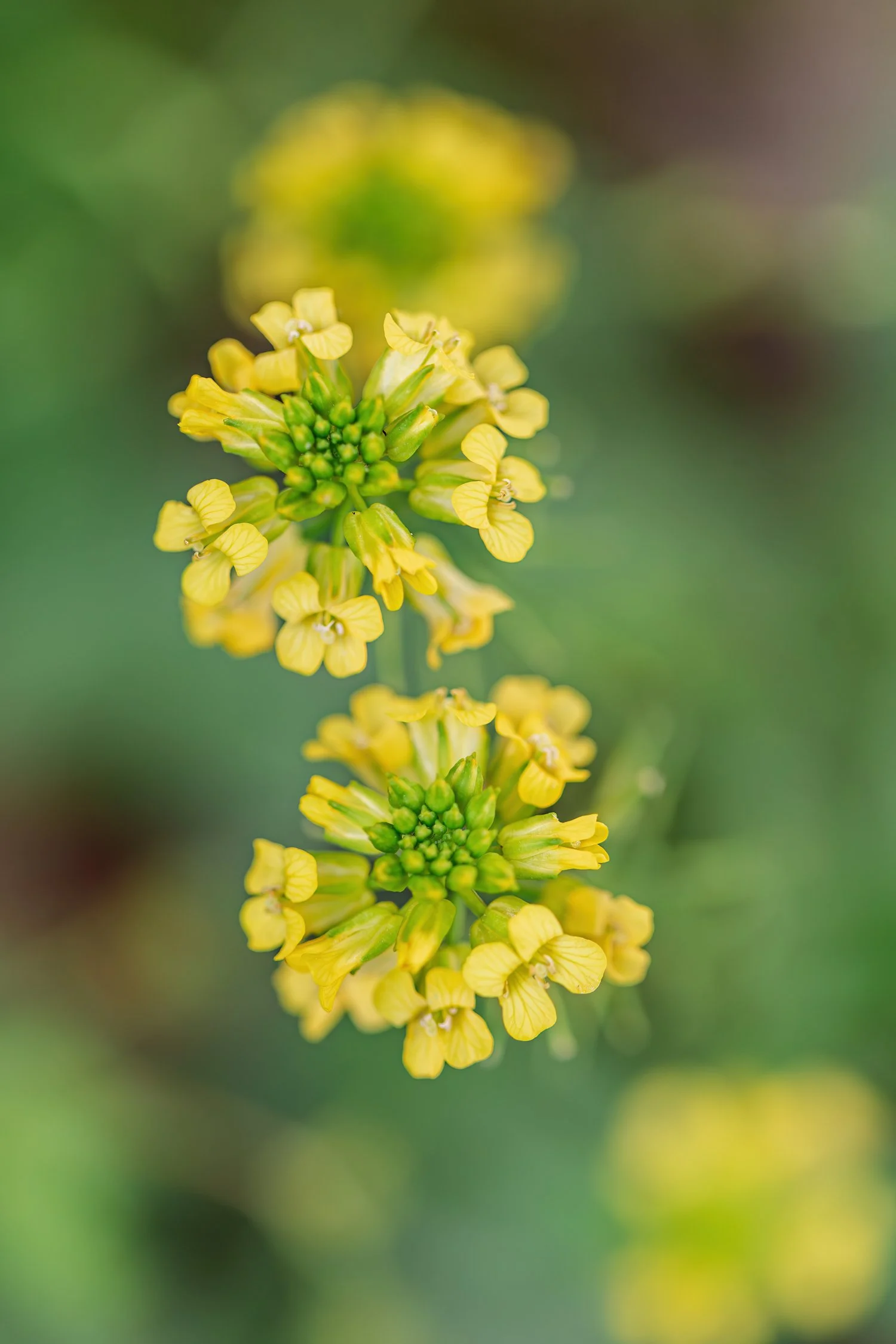 dunnegan-park-macros-bolivar-mo-48.jpg