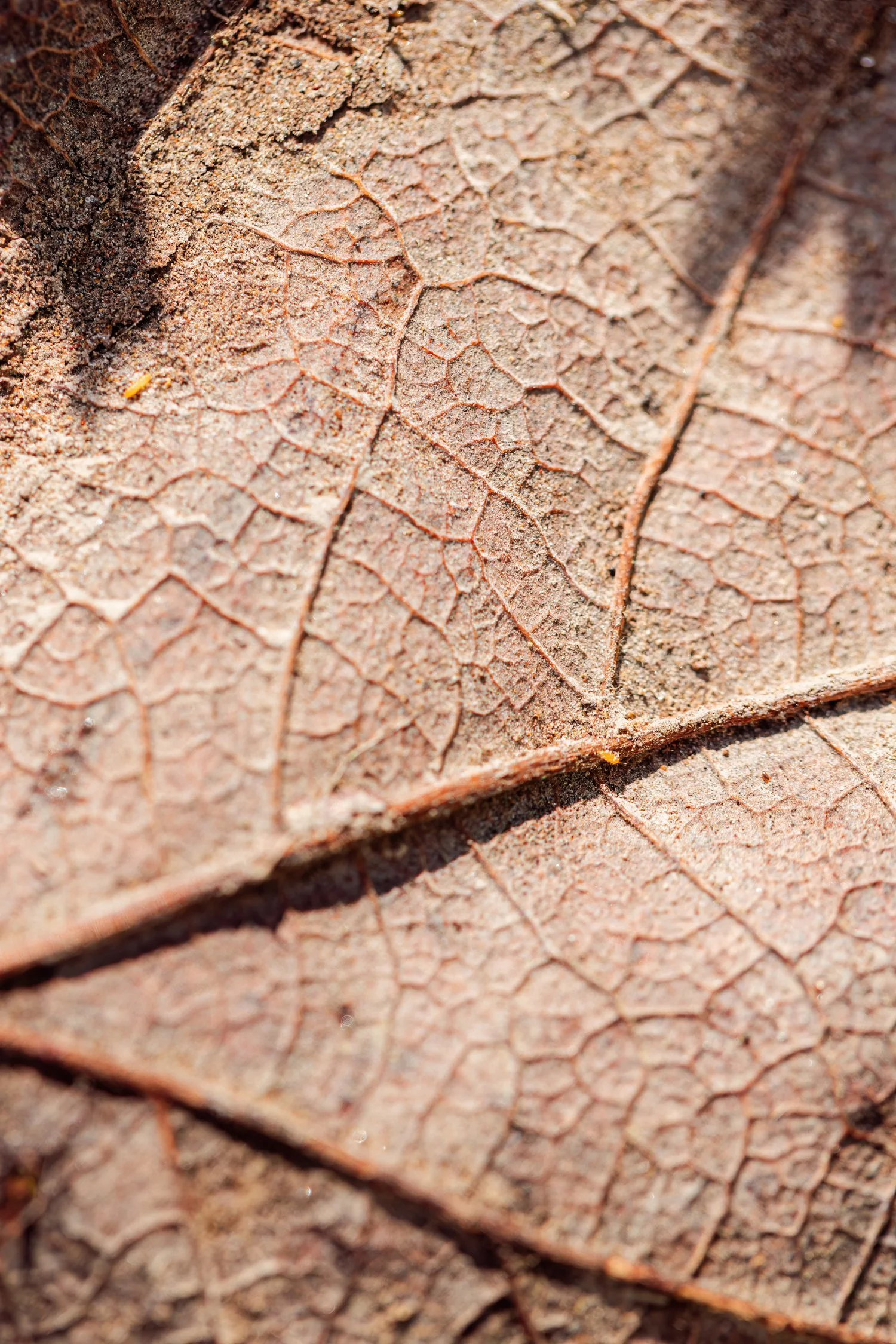 dunnegan-park-macros-bolivar-mo-41.jpg