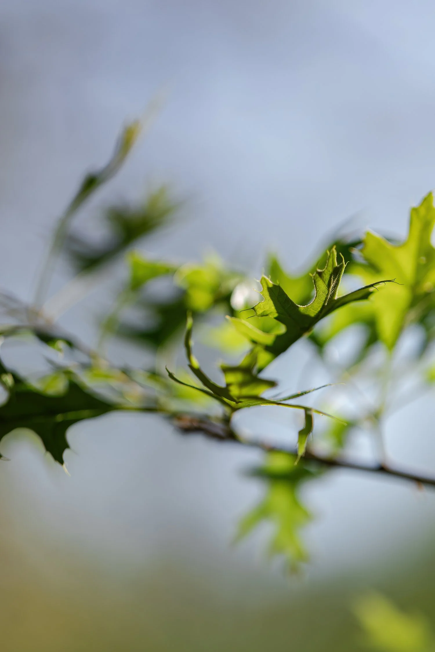 dunnegan-park-macros-bolivar-mo-63.jpg
