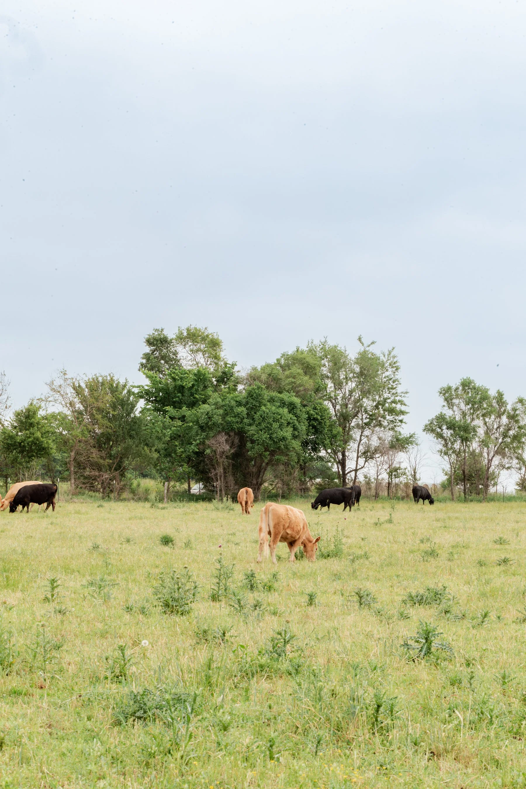 A Day in Bolivar, MO | Emma's Afternoon Around Our Small Town