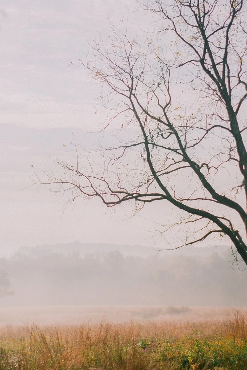 Foggy Fall Mornings Around Bolivar, MO