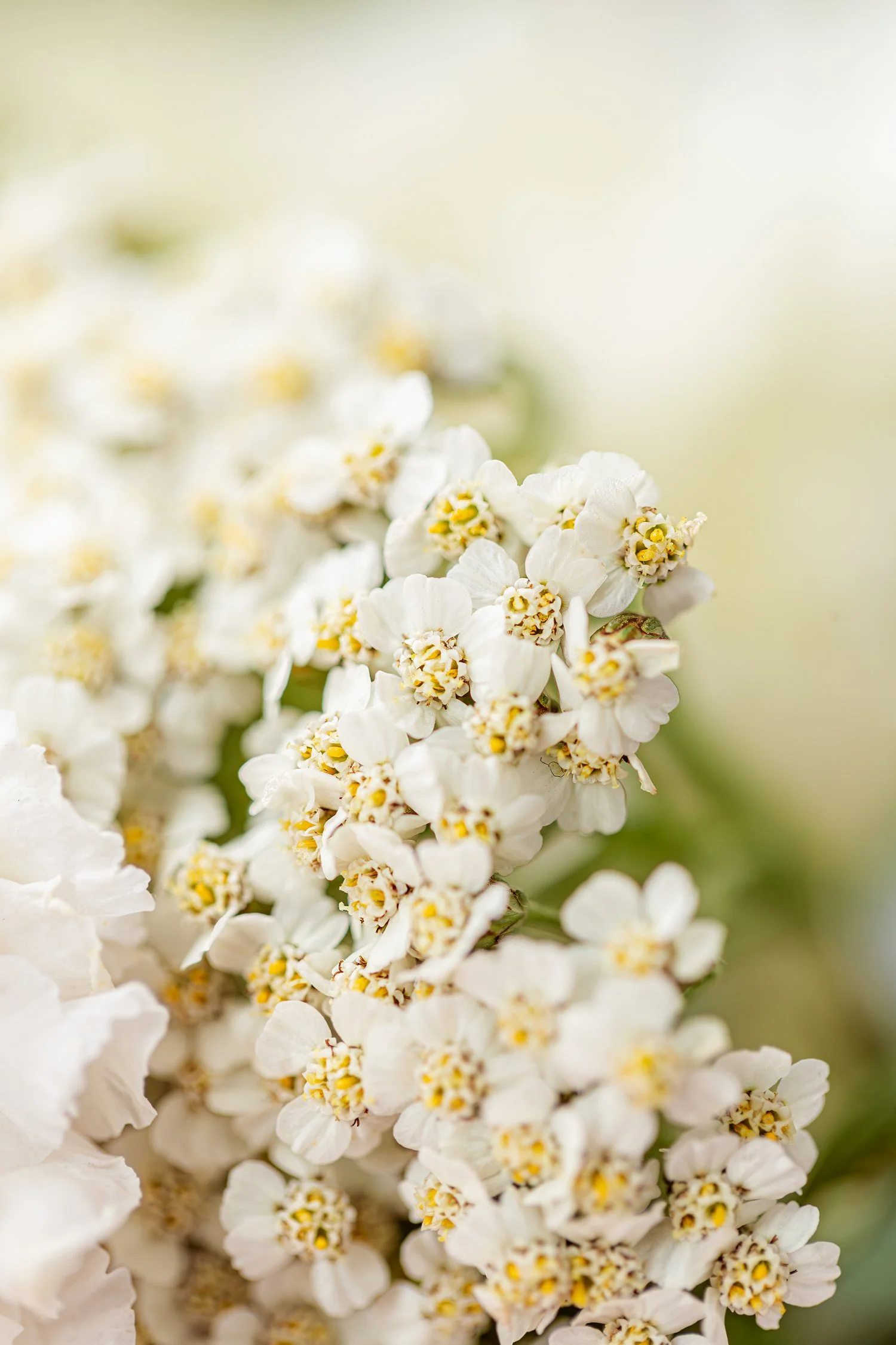 Close-up of small white flowers with yellow centers in a florist arrangement.