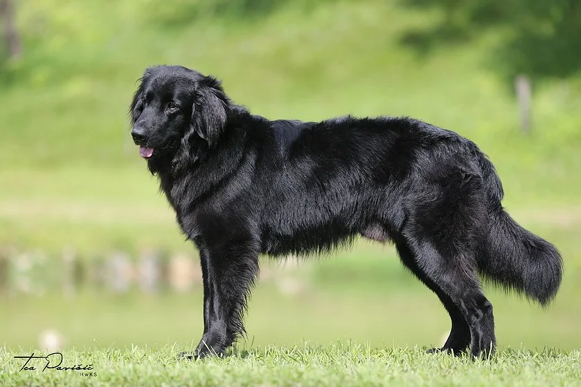 Clark Grofje Celjski