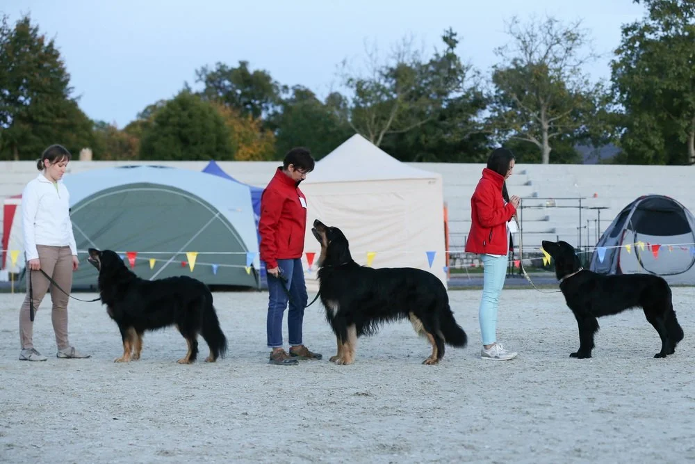 klubska_lipica (1298a)-2.jpg