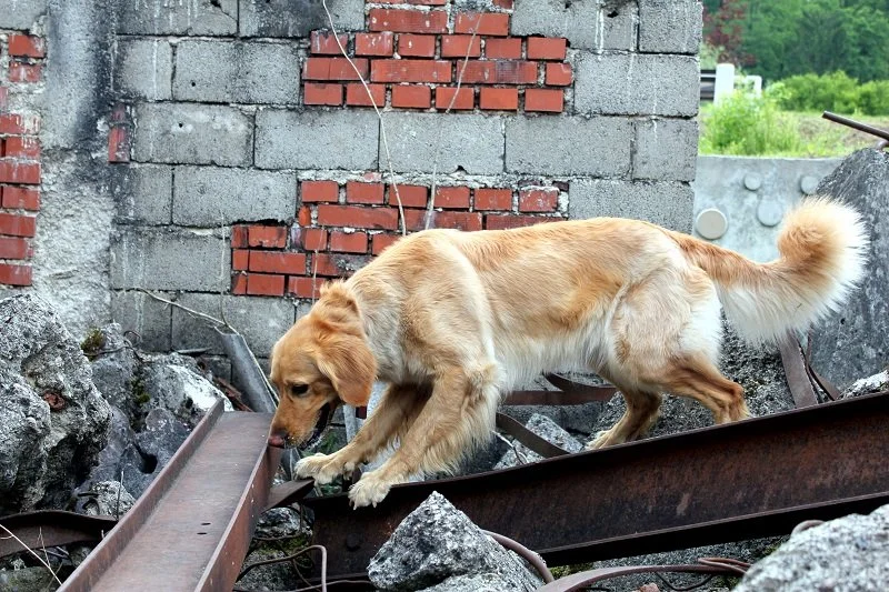 resevalni psi - info 63 (1).jpg