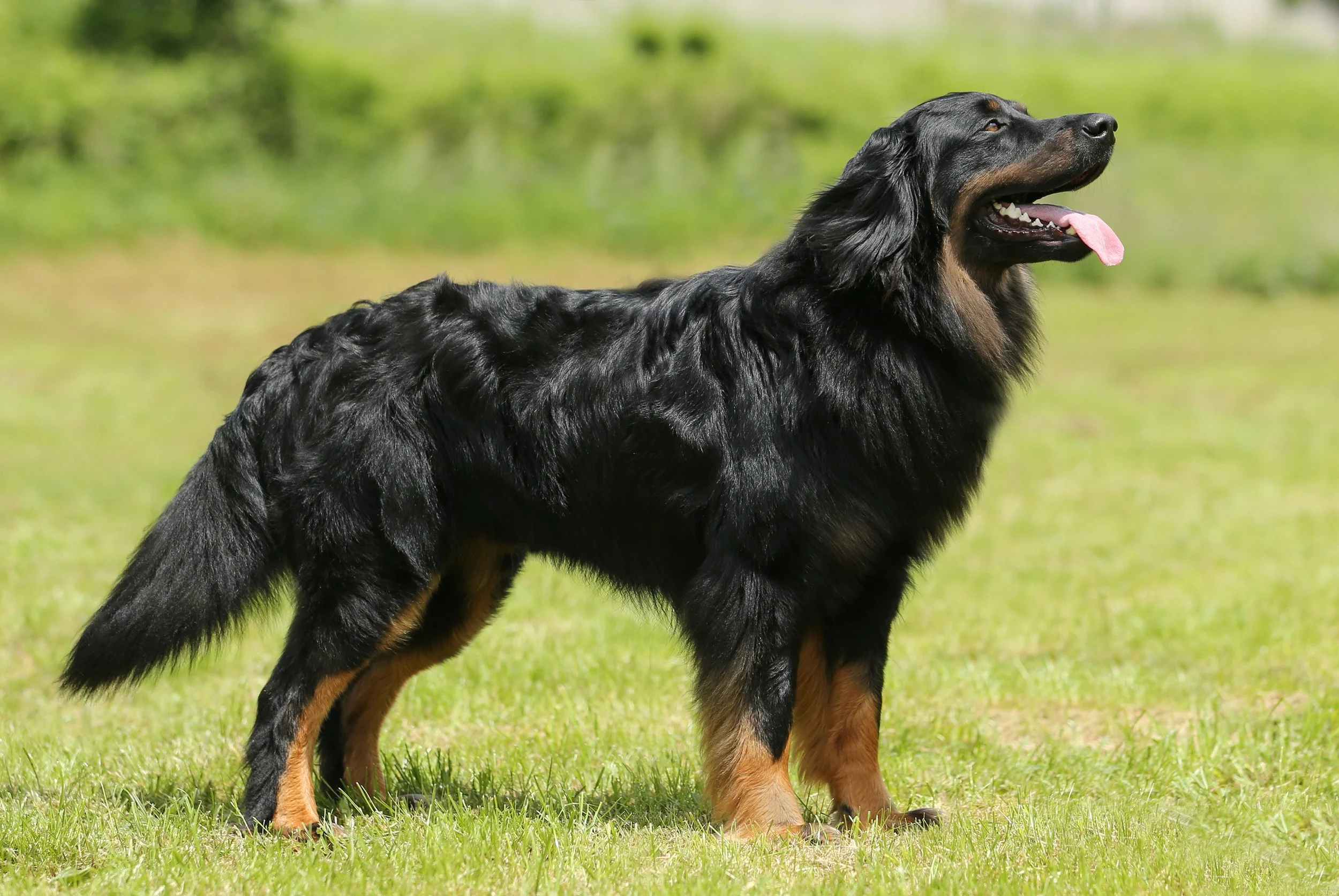 Elutz Grofje Celjski