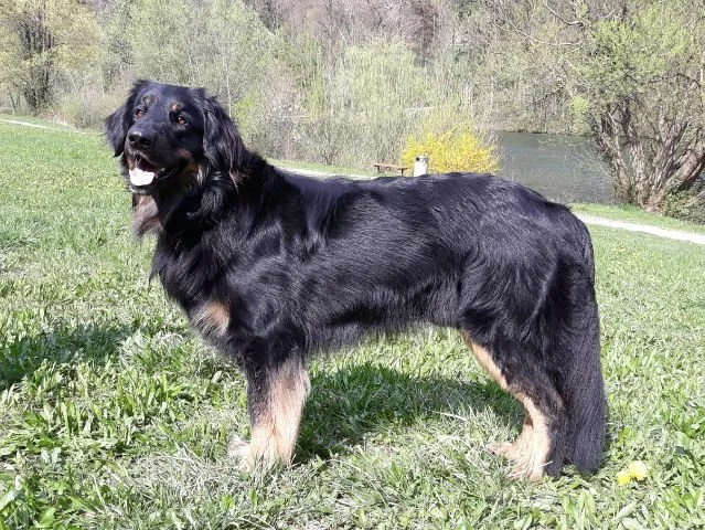 Bilbo Fritillaria Meleagris