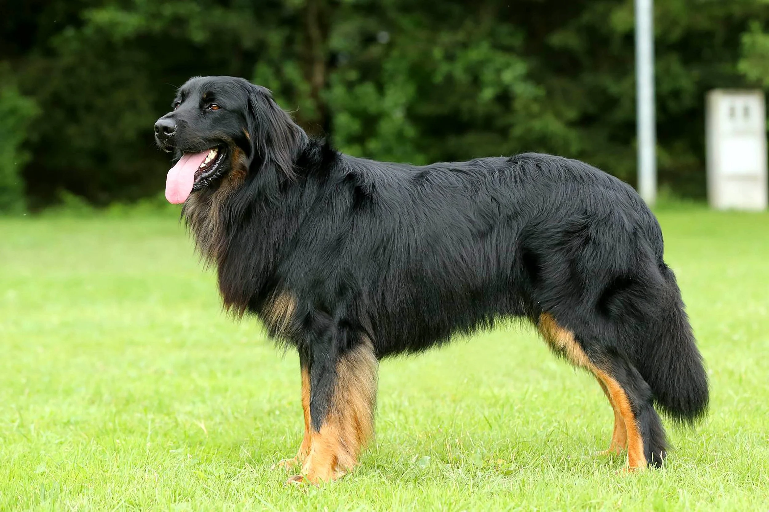 Argo Karpatska Hliadka