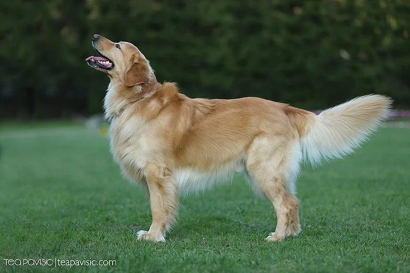 Genius-Džin Hovi-raj