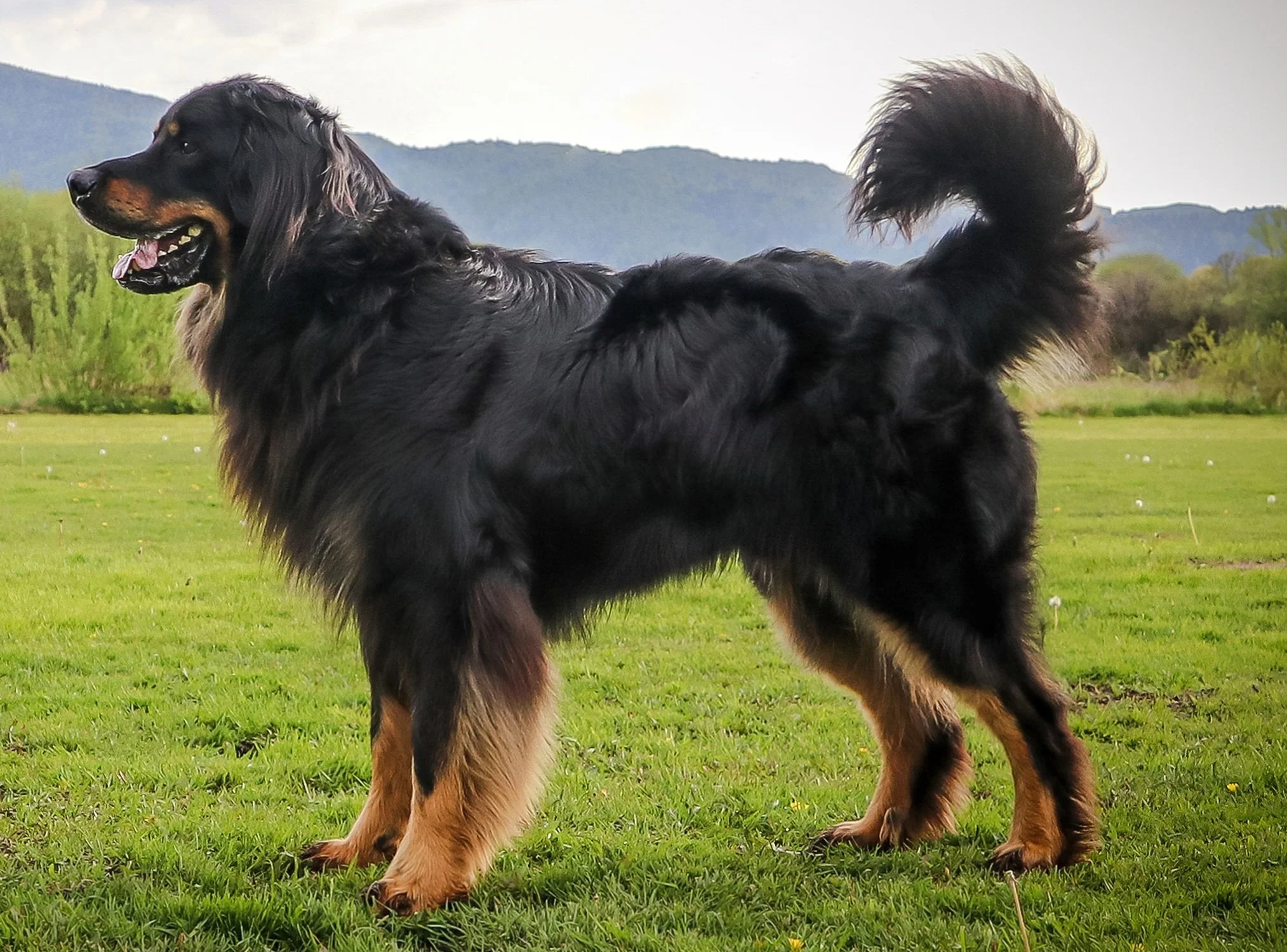 Aron Dannan Svilena Emonika