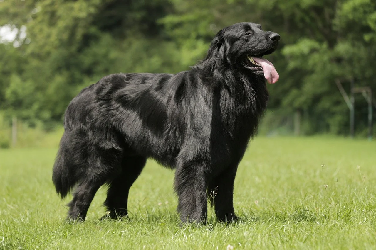 Extreme ex Horto Albo