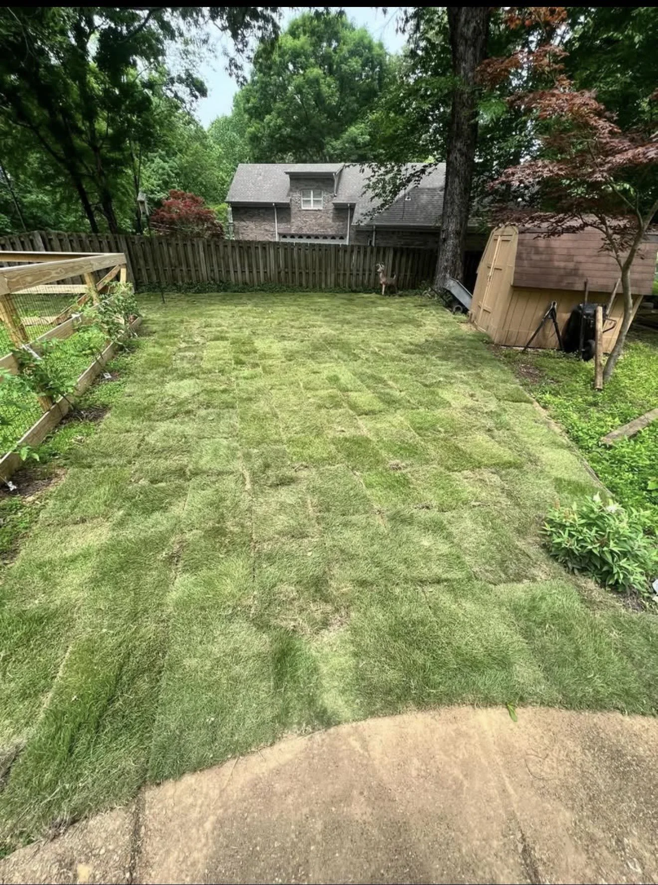Fresh Zeon Zoysia sod installation in a residential backyard from Paramount Sod Farm
