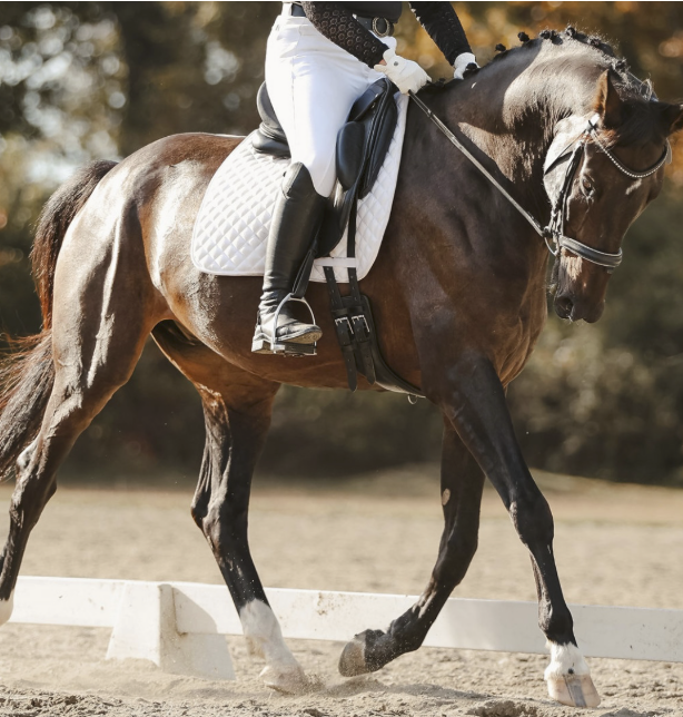 A person riding a brown horse with a black mane and tail, wearing white riding pants, black riding boots, and black gloves, on a riding arena with a sandy surface and a white fence, during daytime.