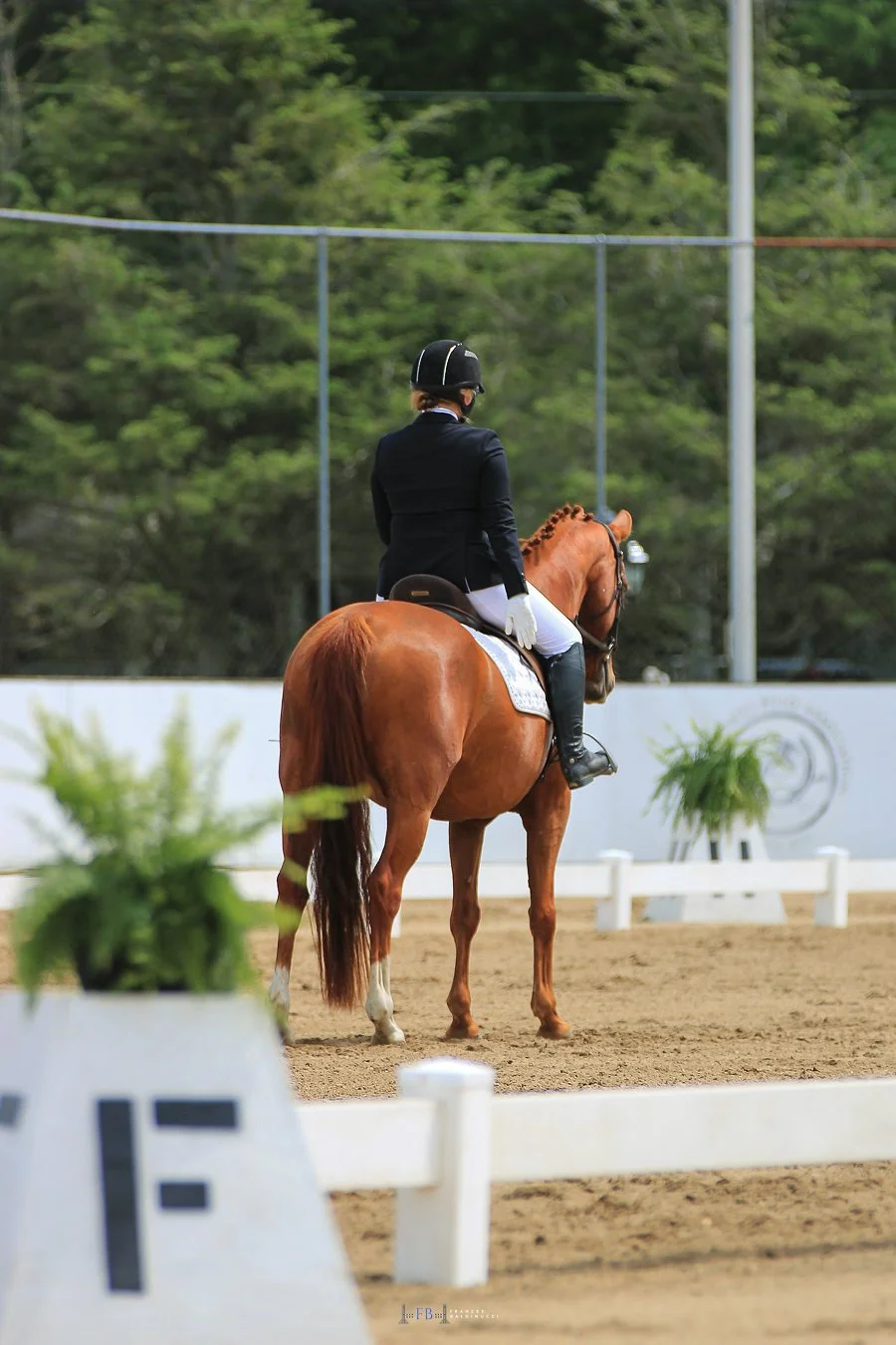 USDF Recognized Show at Maplewood Warmbloods