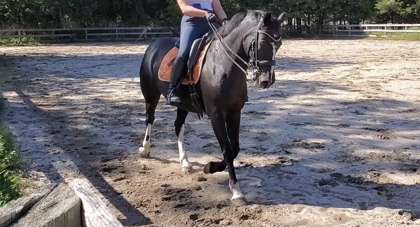 dressage-training-new-york.jpeg