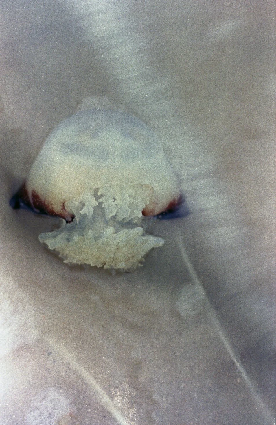 A close-up view of a seashell embedded in the sand, with a small wave washing over it in the shallow water at the beach.