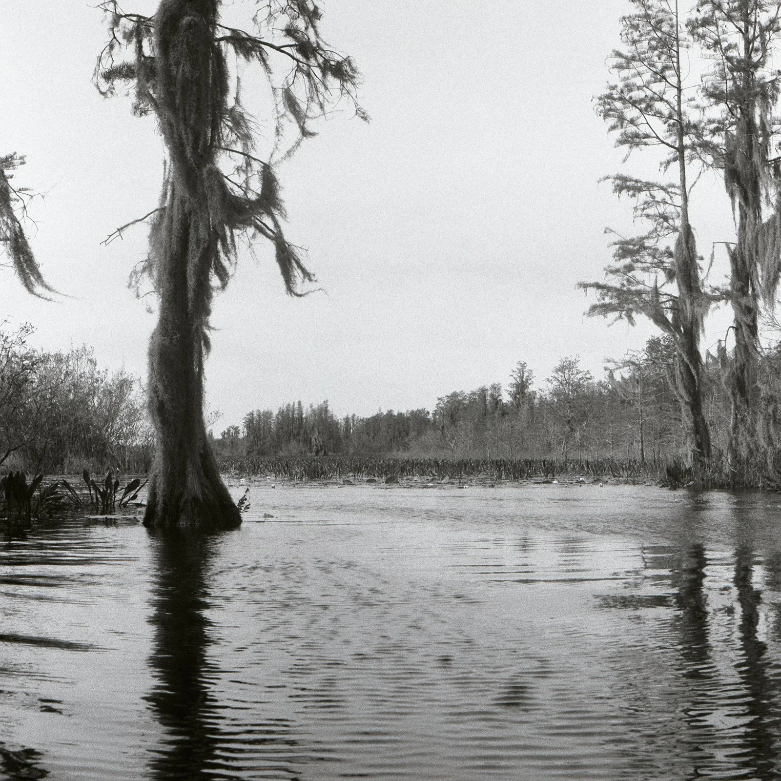 Okefenokee 9.jpg