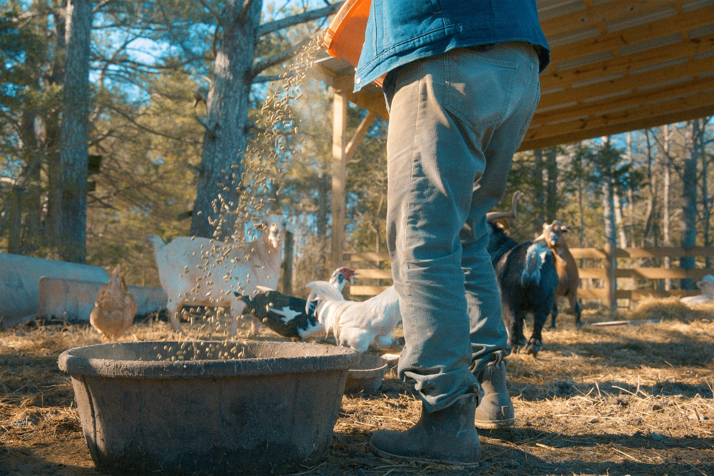 Farmer feeding chickens and goats on a farm during daytime, with trees in the background.