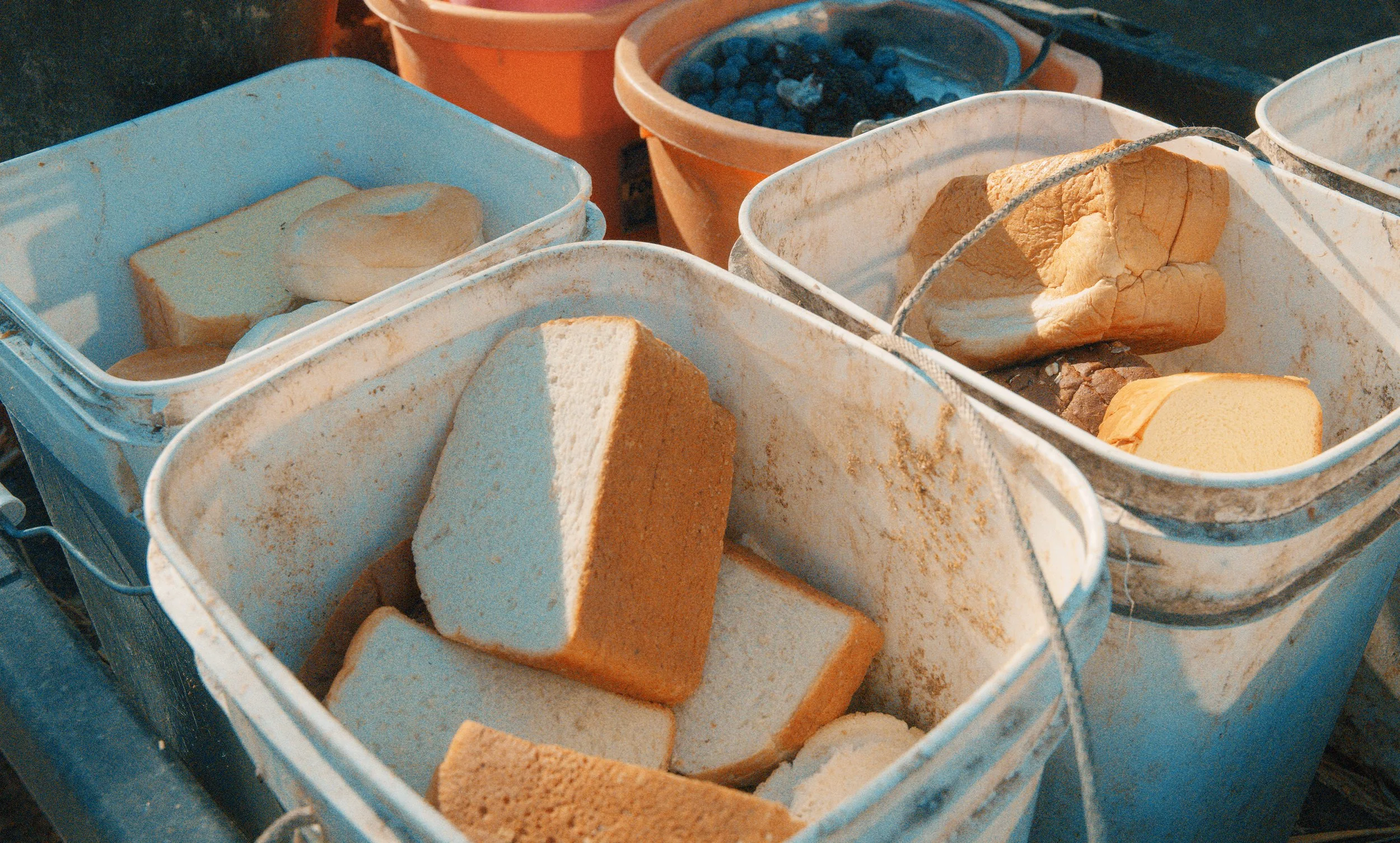 Multiple plastic buckets filled with sponge pieces and a container of blueberries.