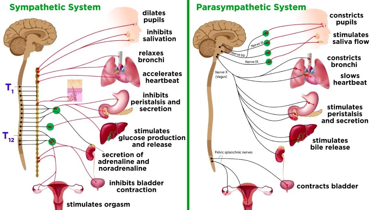 Sympathetic Nervous System Regulation for Anxiety