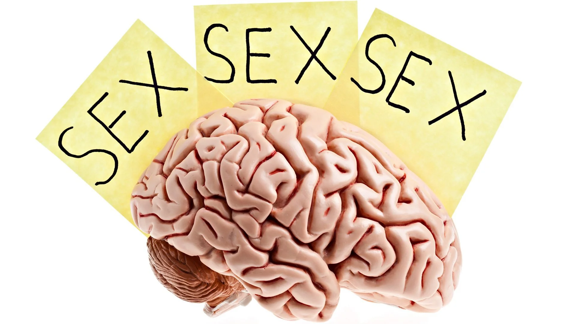 A picture of the human brain with three post it notes with the word sex
