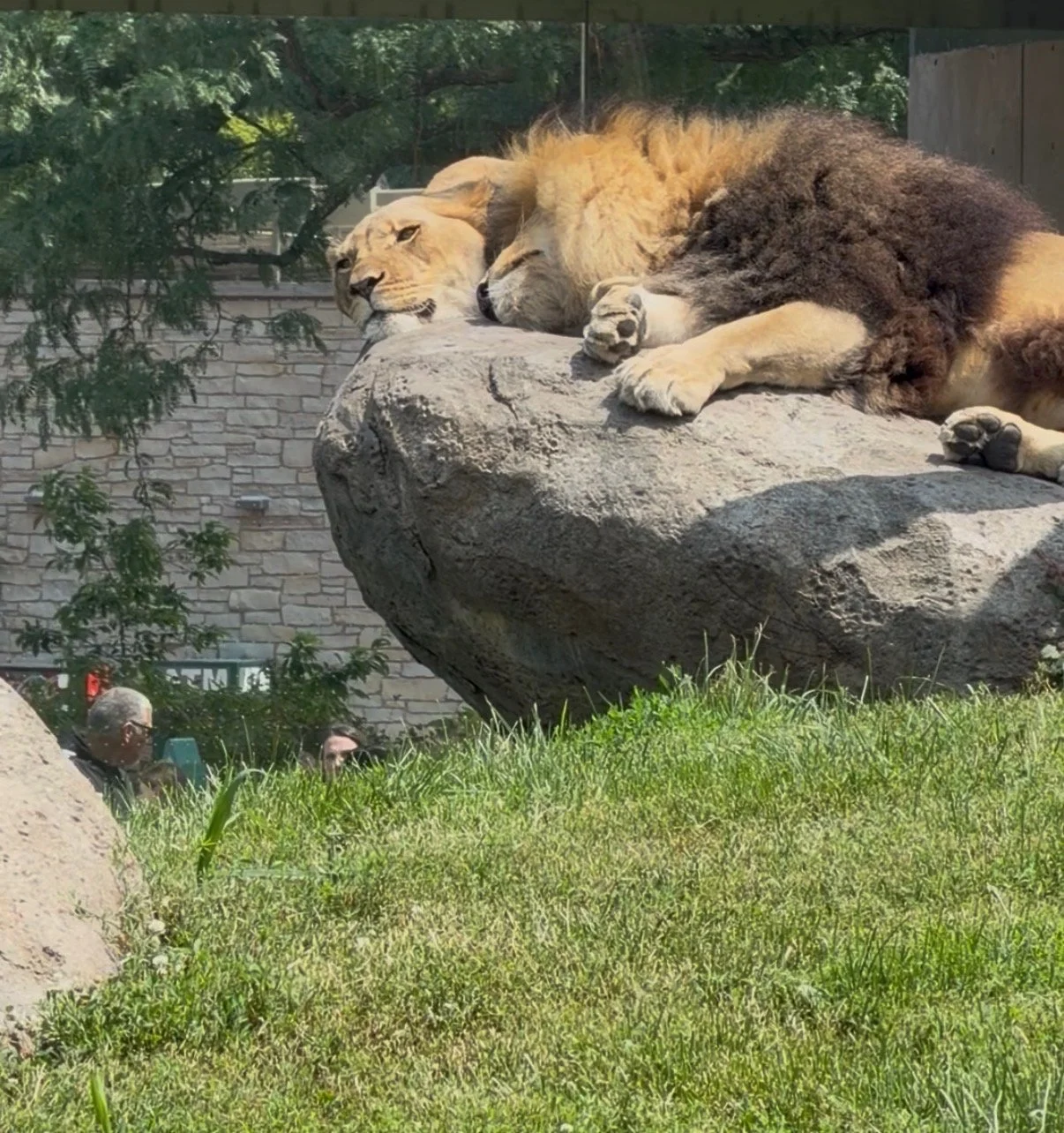 Even Lions Rest Together