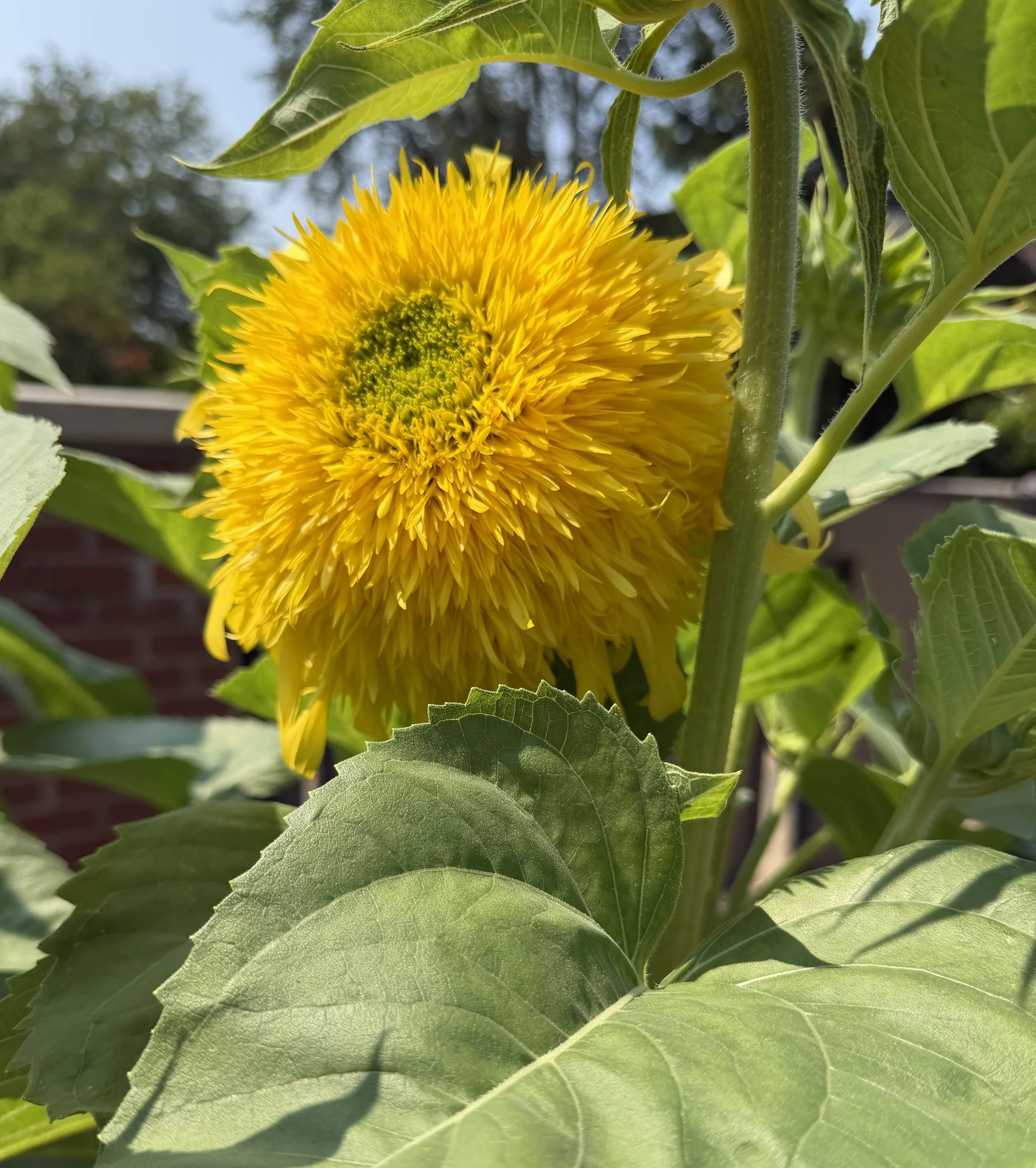 Not Every Sunflower Looks Like a Sunflower