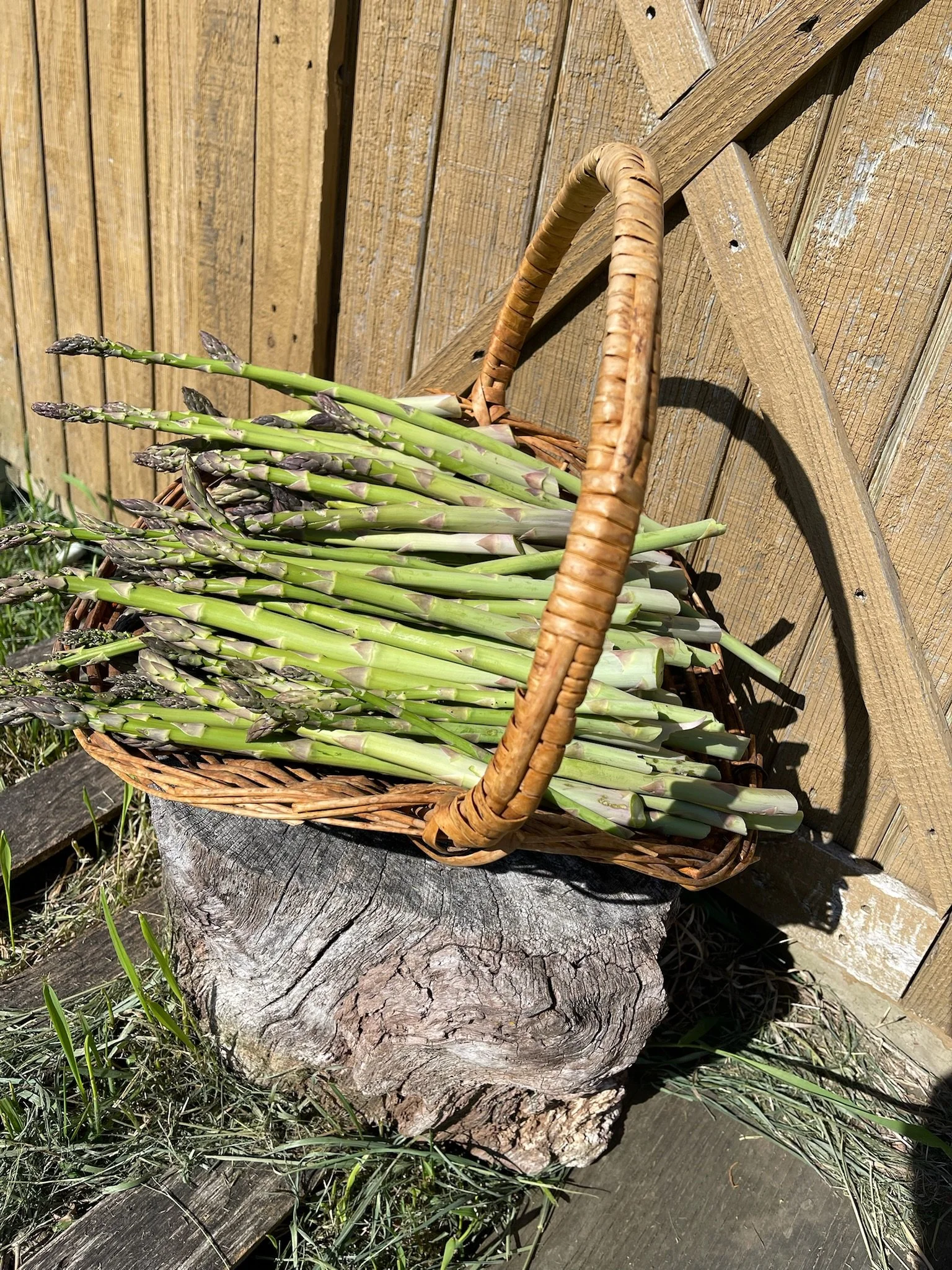 Roots Run Deep’s Second Season