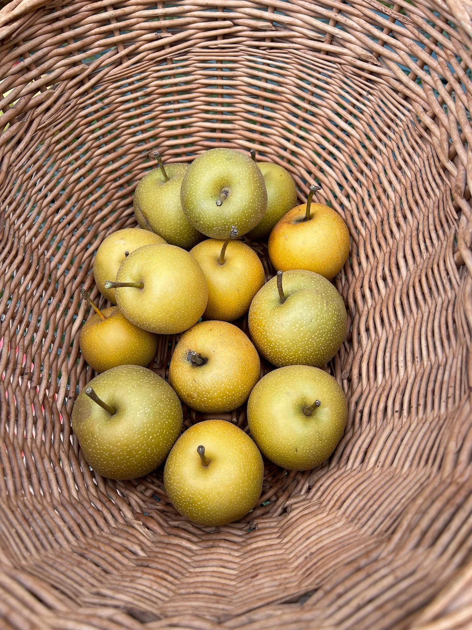 Asian Pears