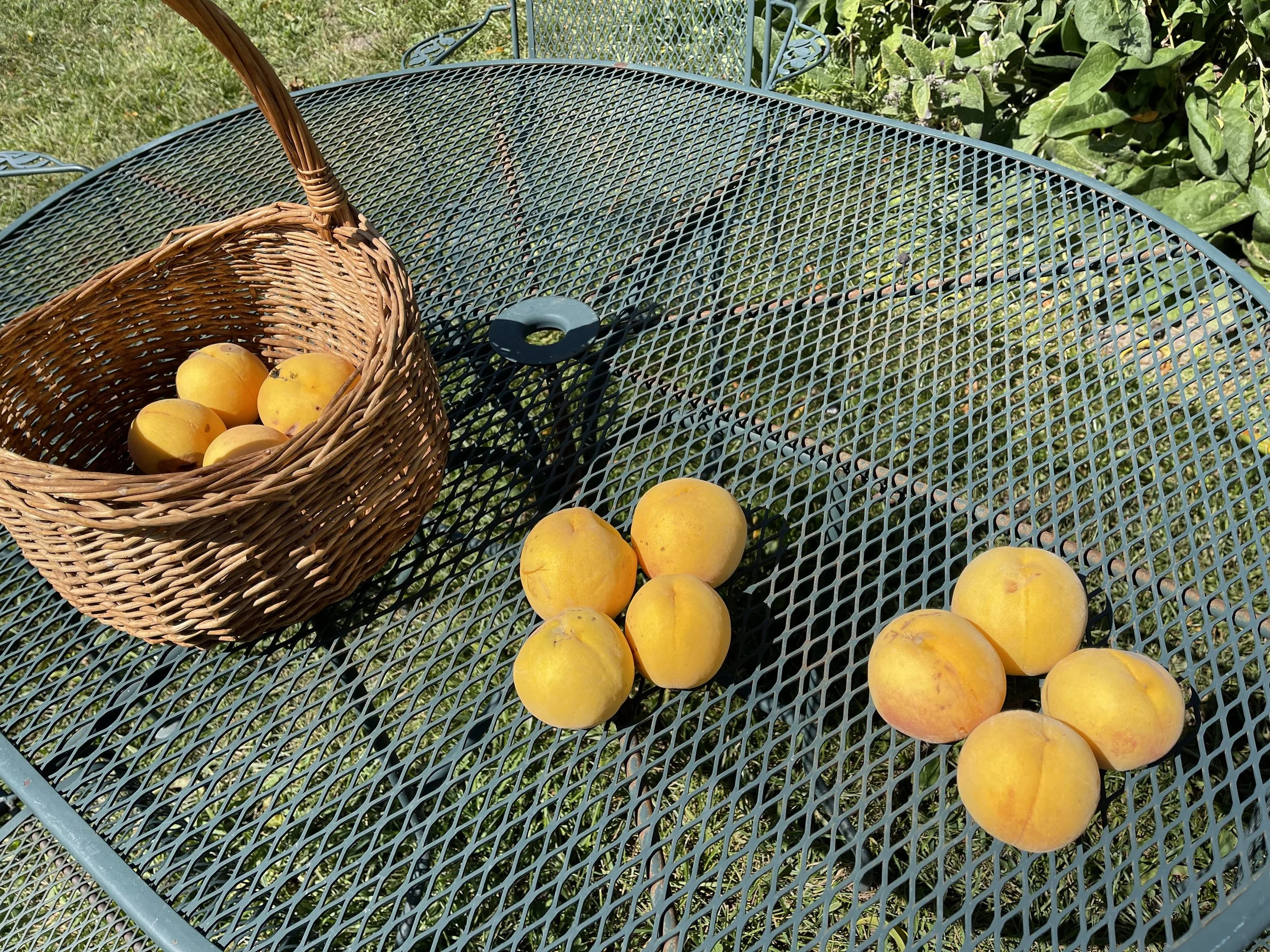Late Season Peaches