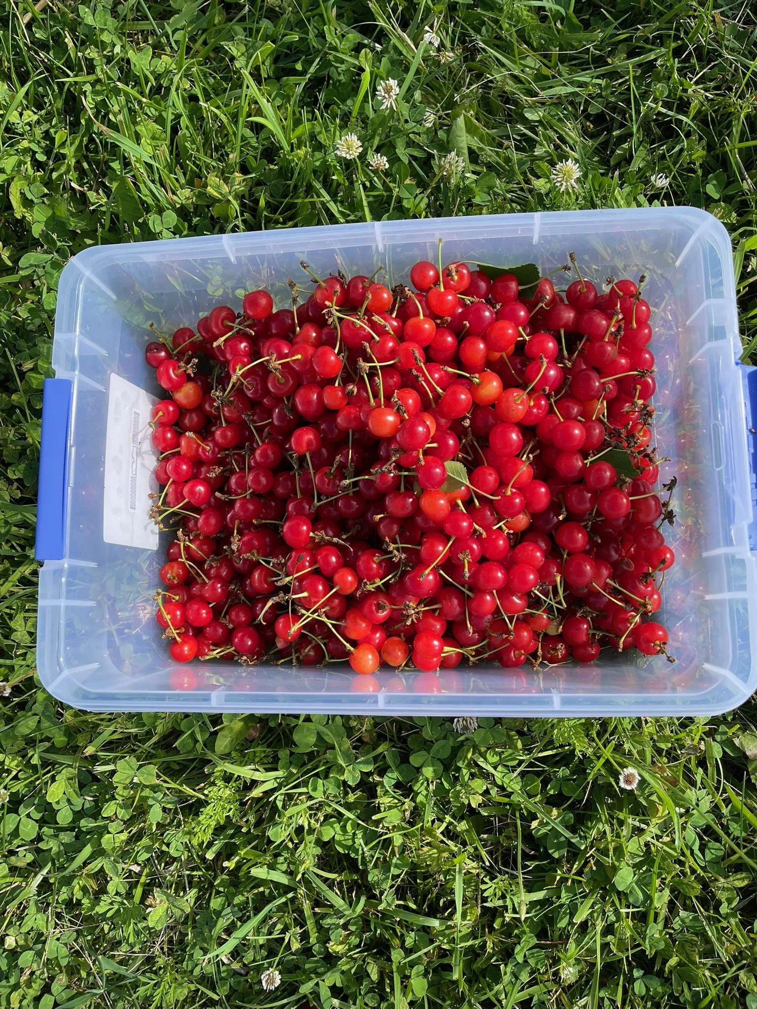 Pie Cherries - (Coming in June)