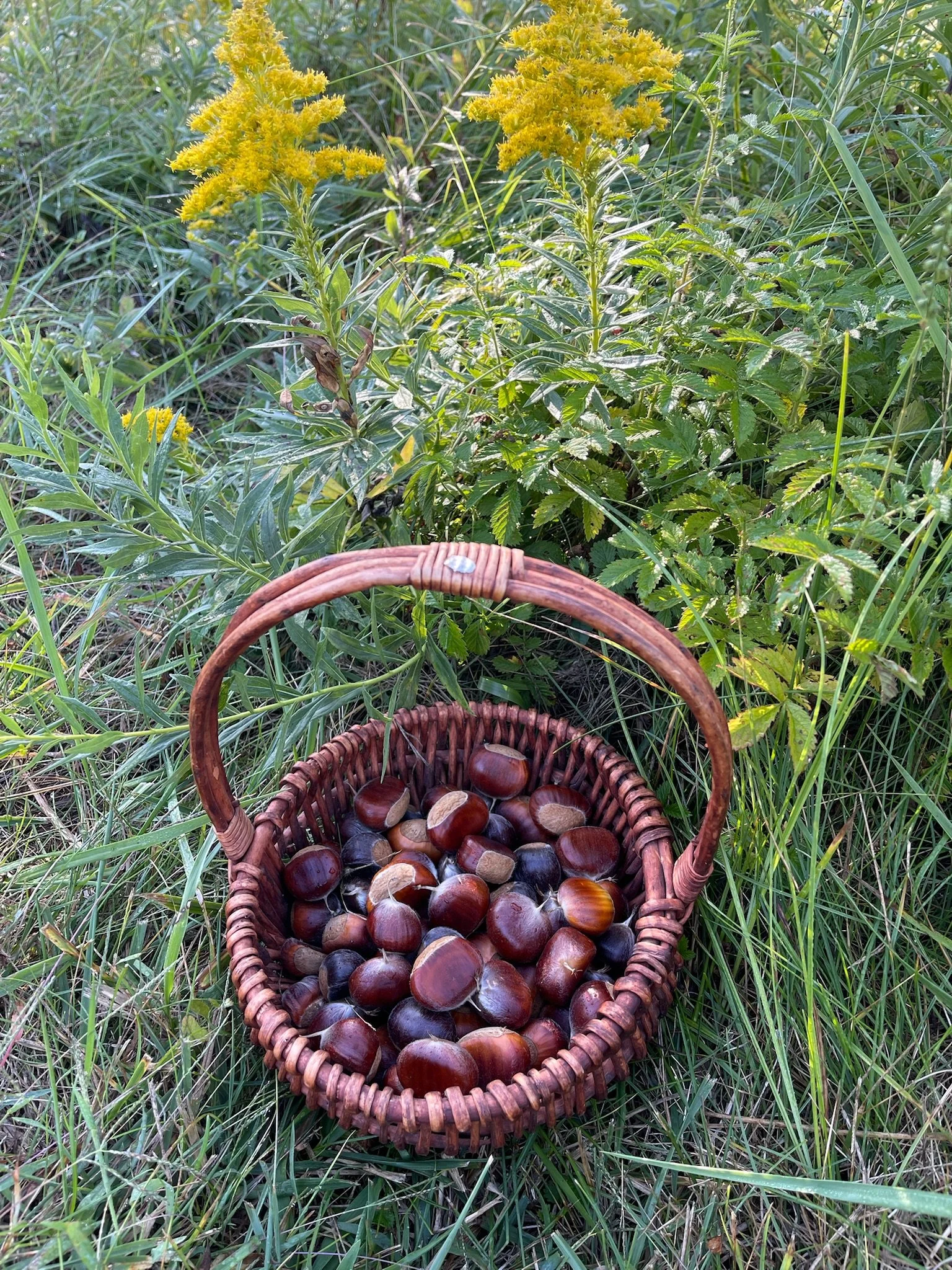 Chestnuts