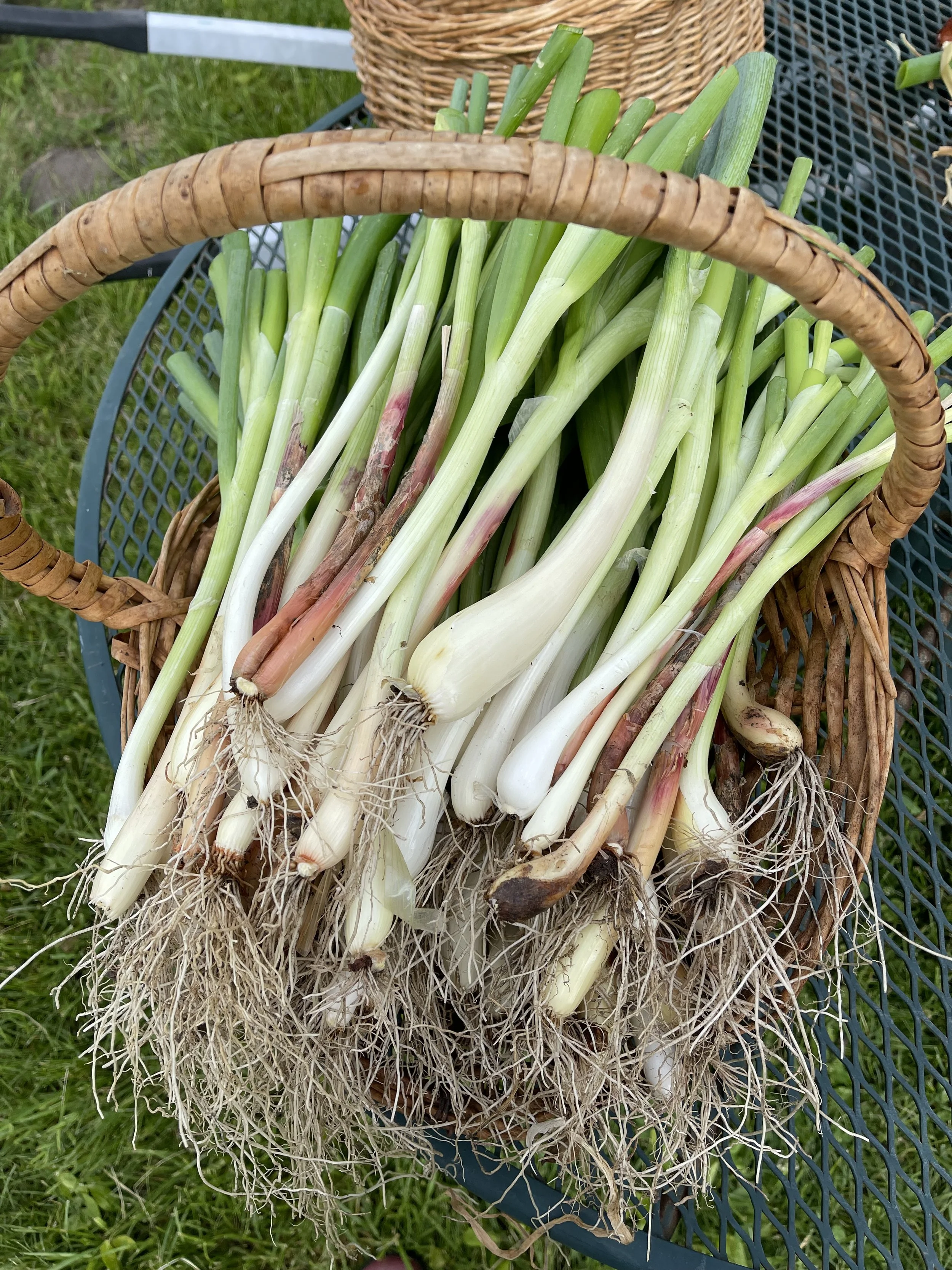 Green Onions (In Season!)